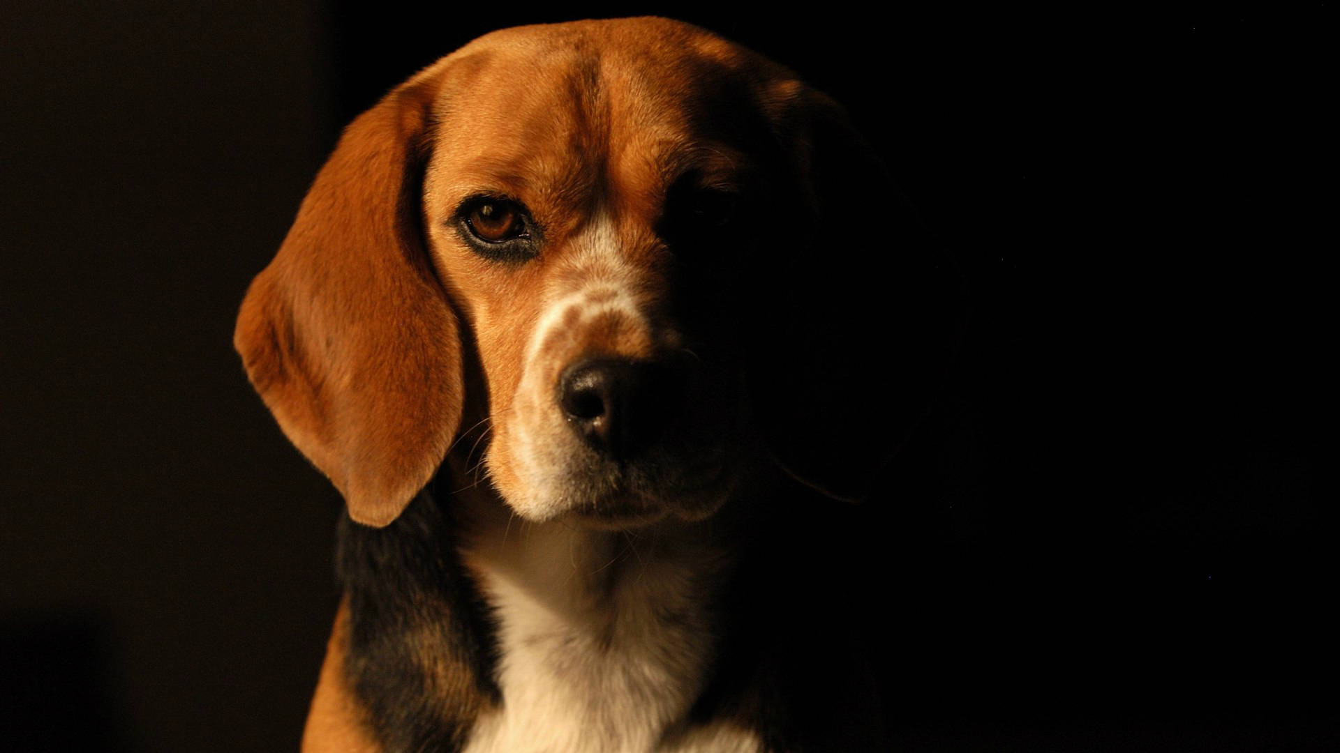 Fierce Beagle Dog In The Dark Background