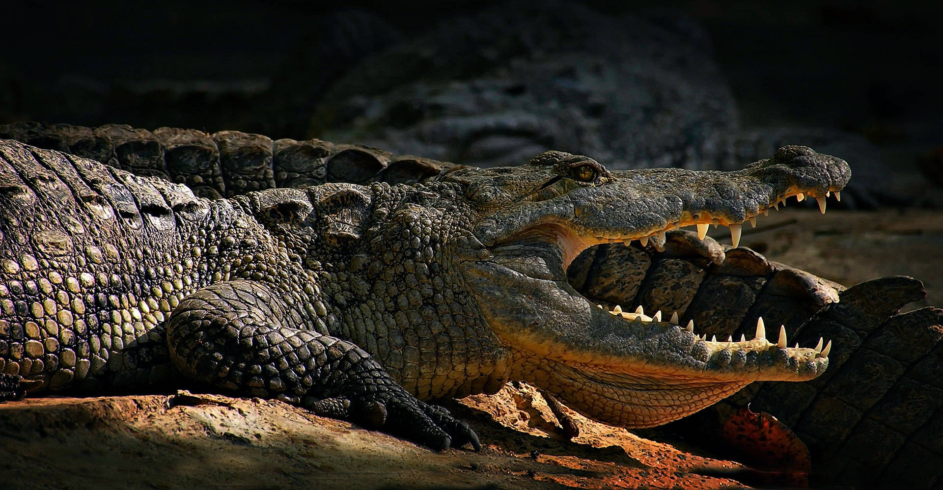 Fierce Caiman Walking Background