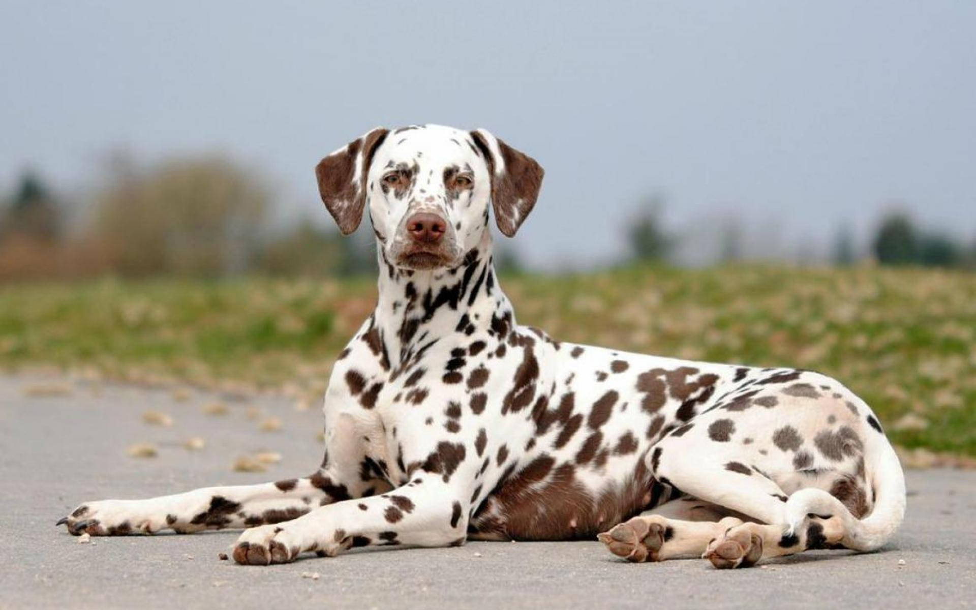 Fierce Dalmatian Dog Background