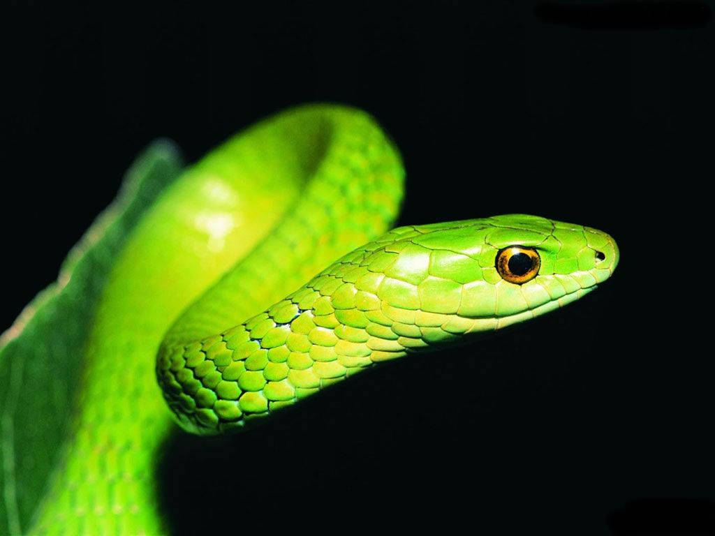 Fierce Green Snake Background