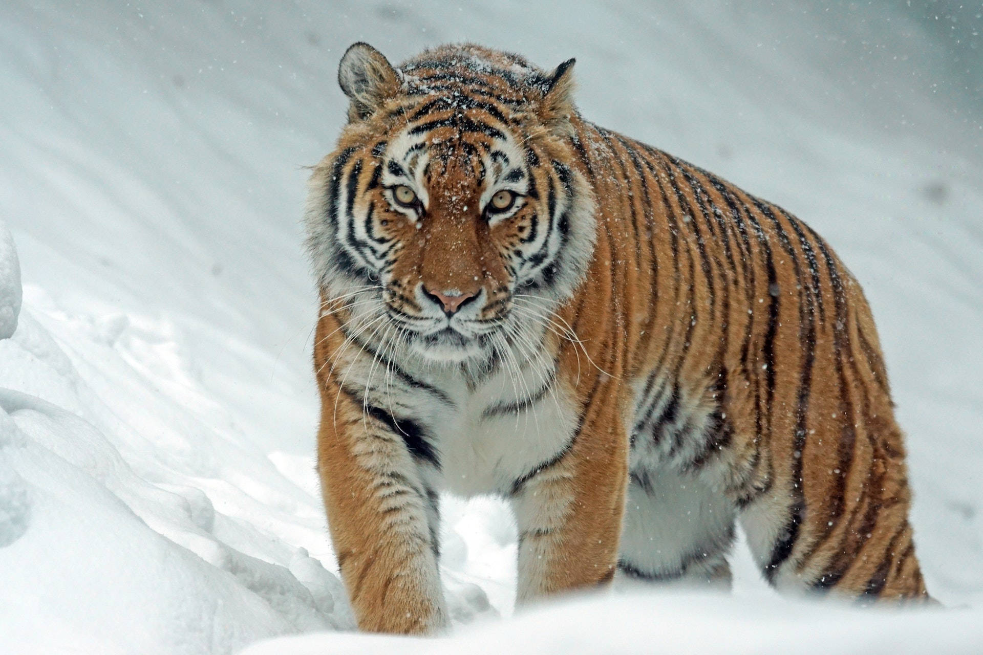 Fierce Harimau Walking In Snow Background