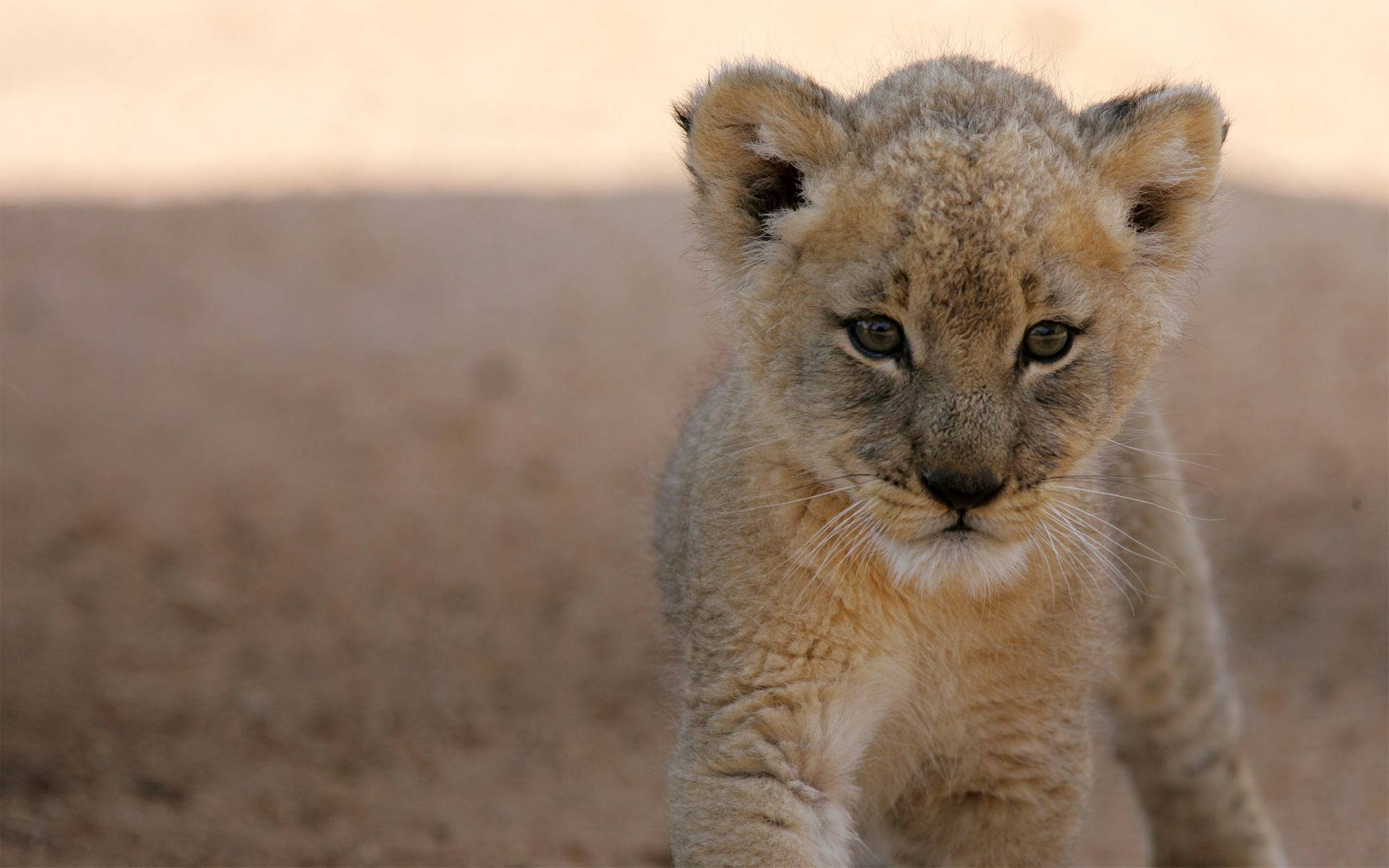 Fierce Lion Cub Background
