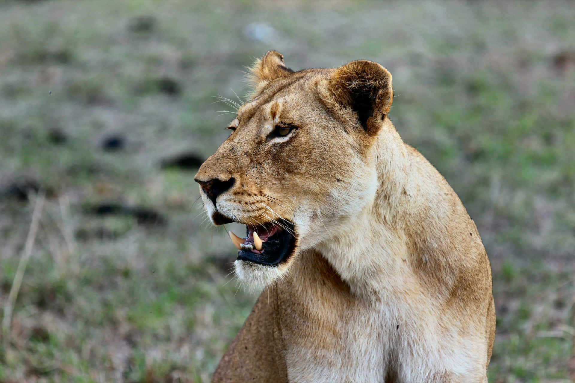 Fierce Lioness Growling Background