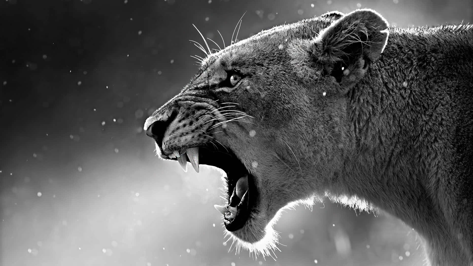 Fierce Lioness Roar4 K B W Background