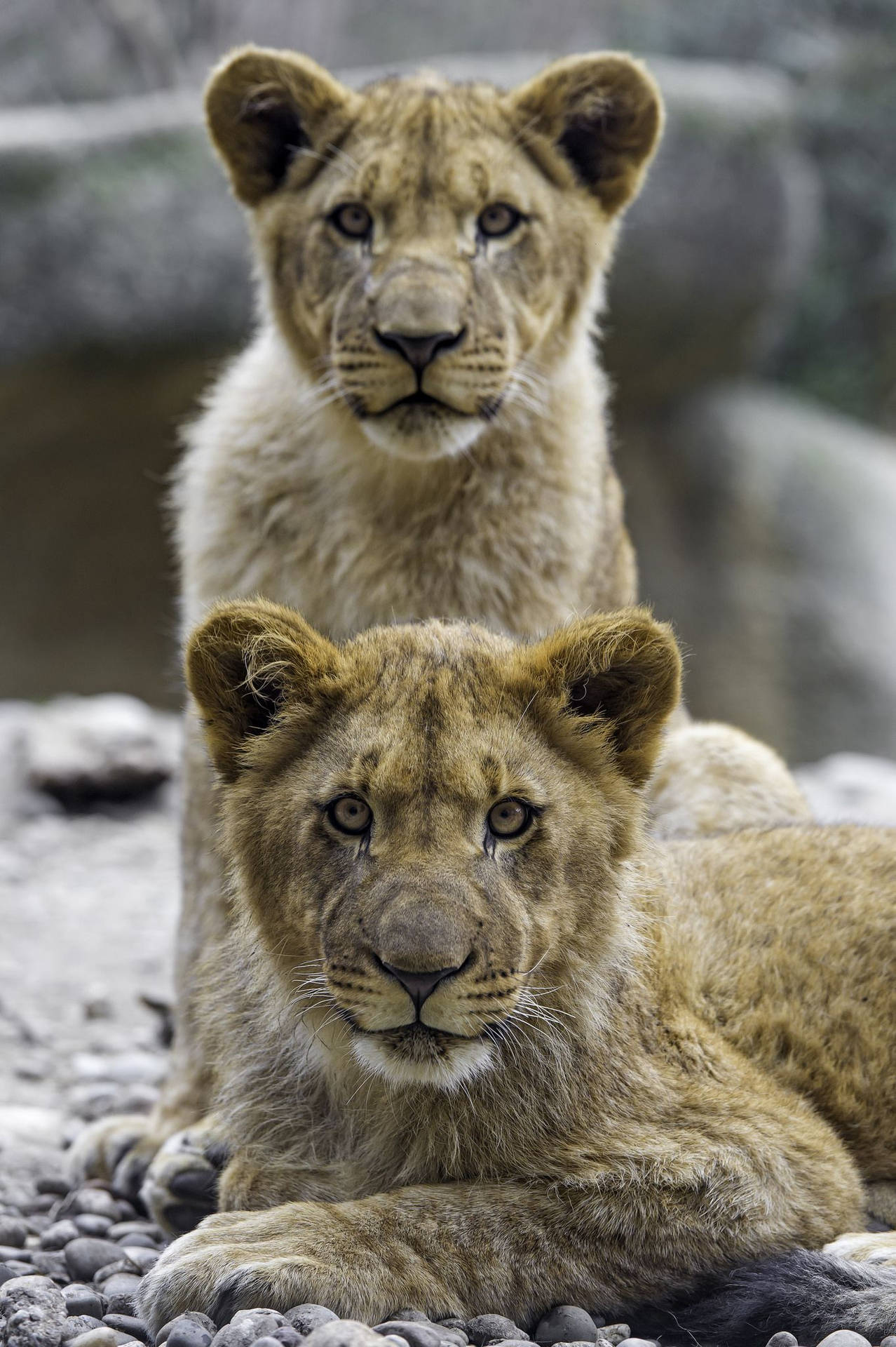 Fierce Looking Baby Lions