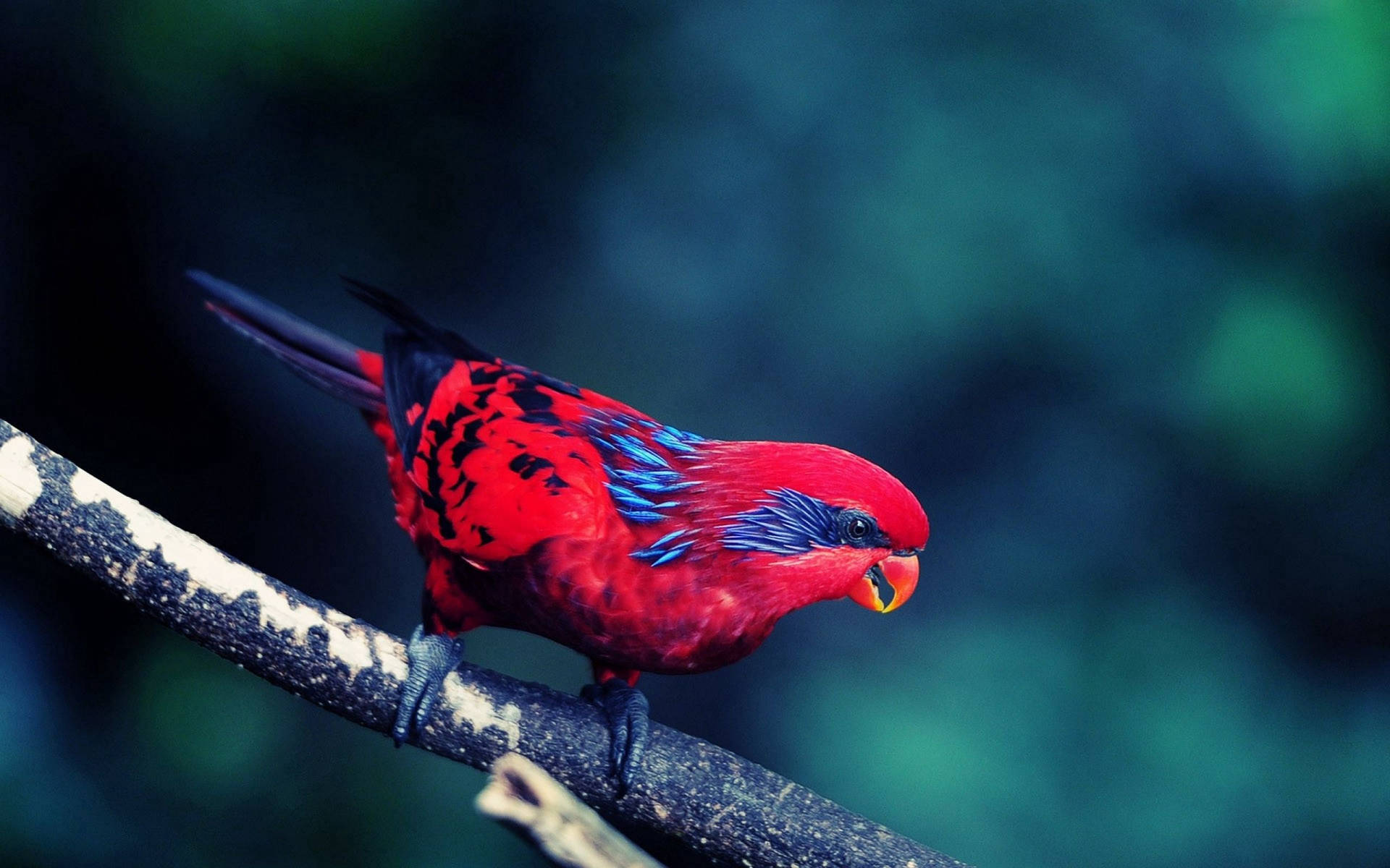 Fierce Red And Blue Bird Background