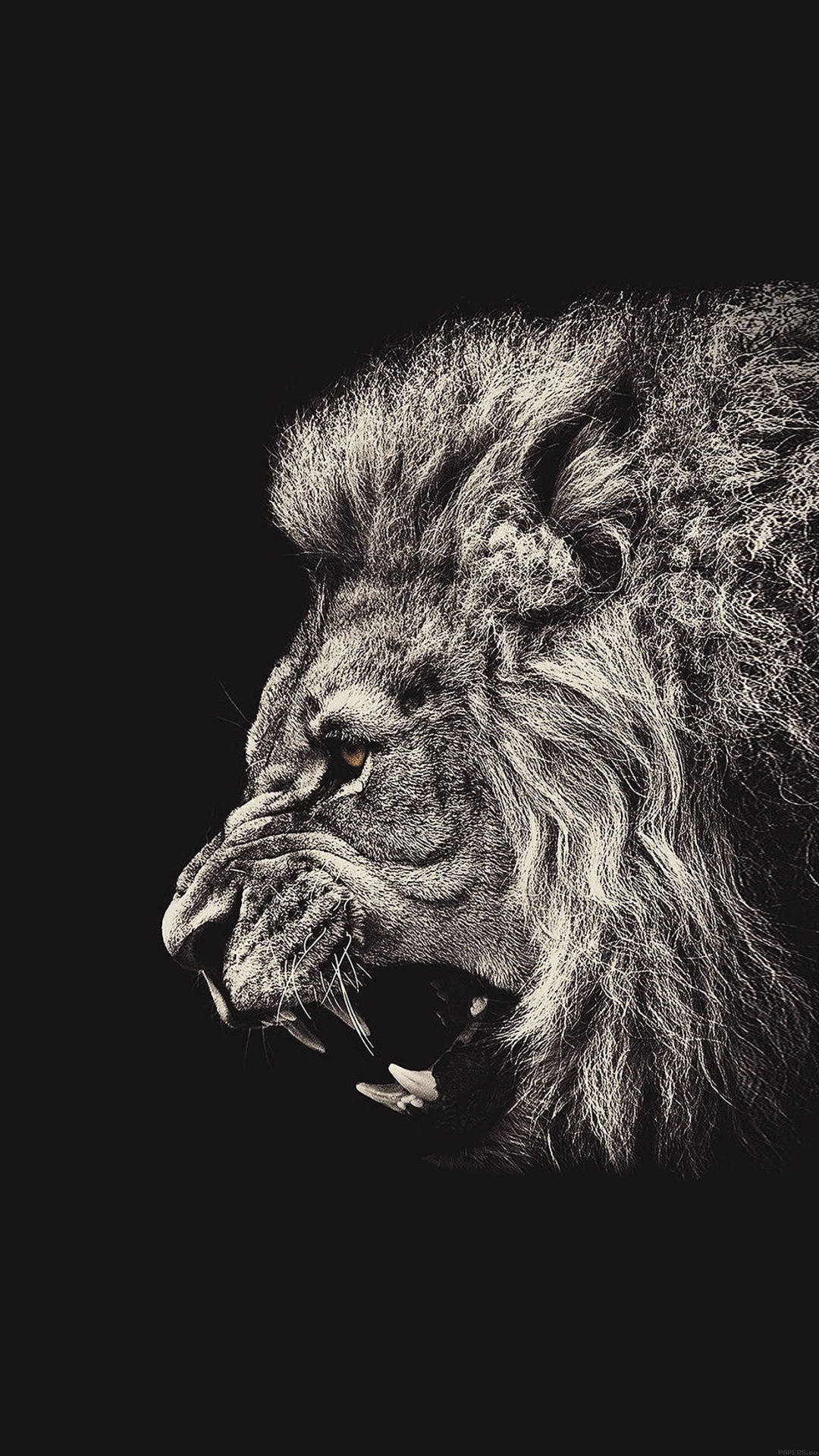 Fierce Roaring Lion Top Iphone Hd Background