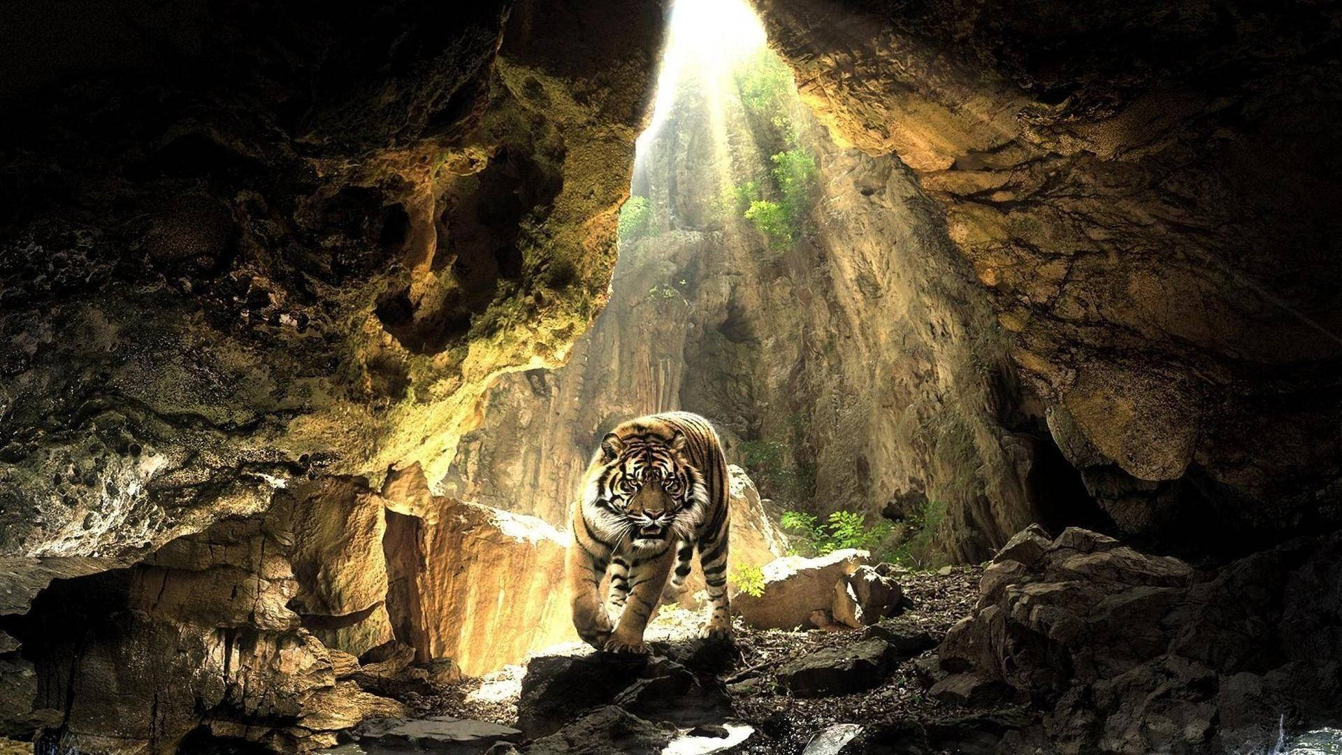 Fierce Tiger Roaring In The Cave Background