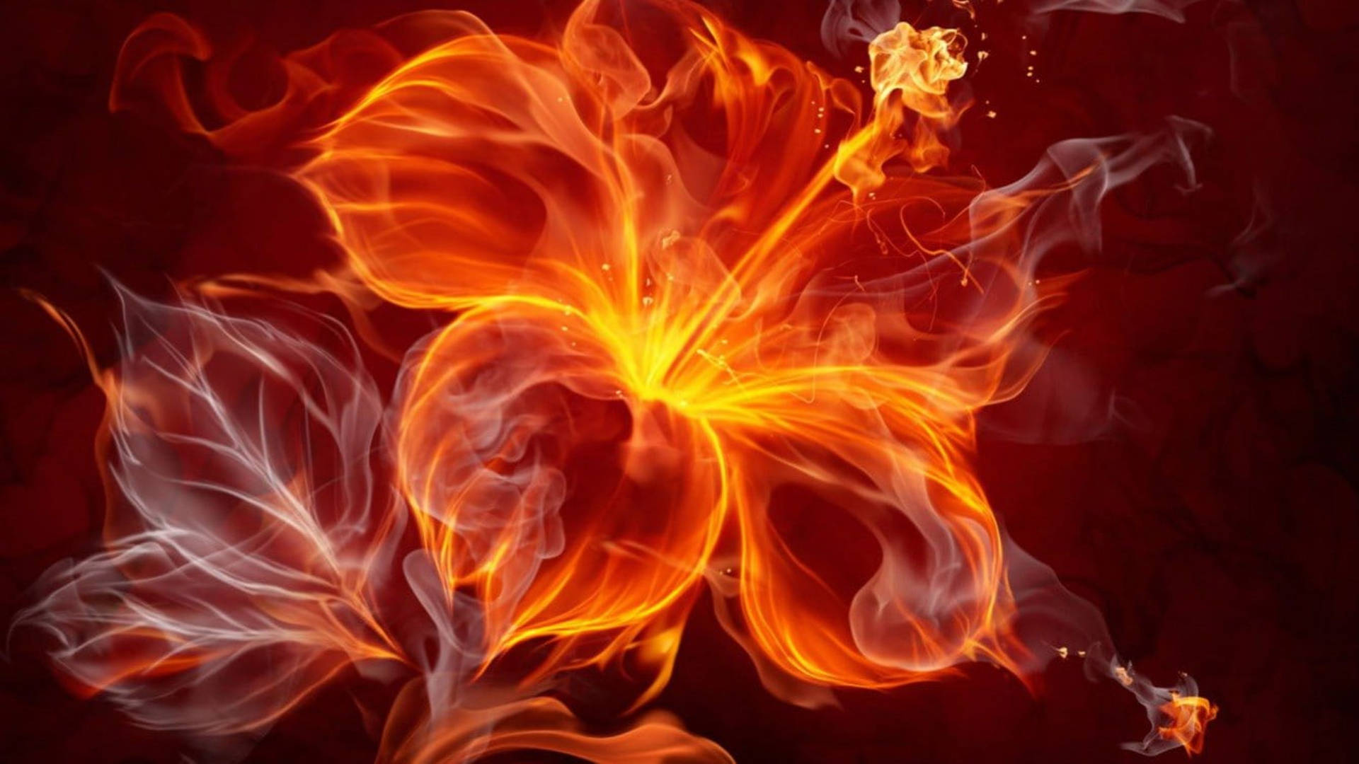 Fiery Hibiscus Flower