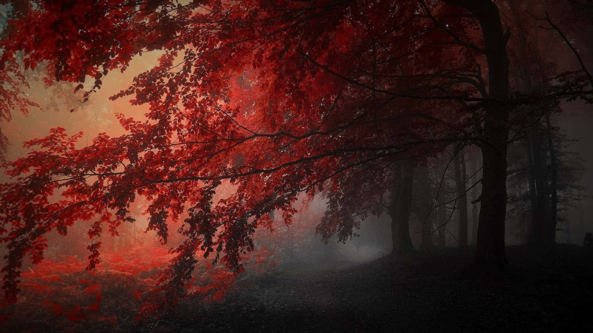 Fiery Red Autumn Trees Road Dark Red Aesthetic Background