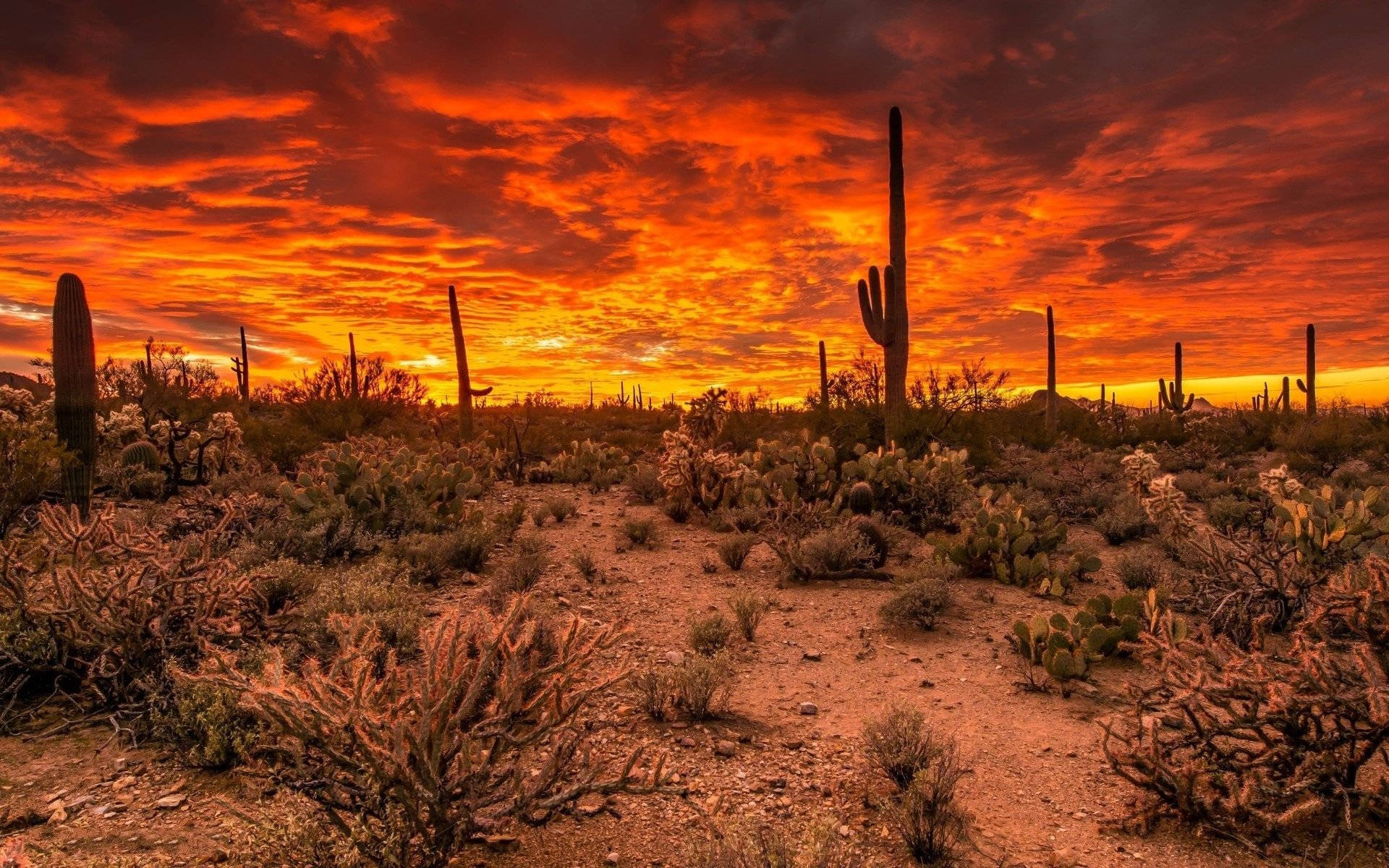 Fiery Sky Arizona Desert Background