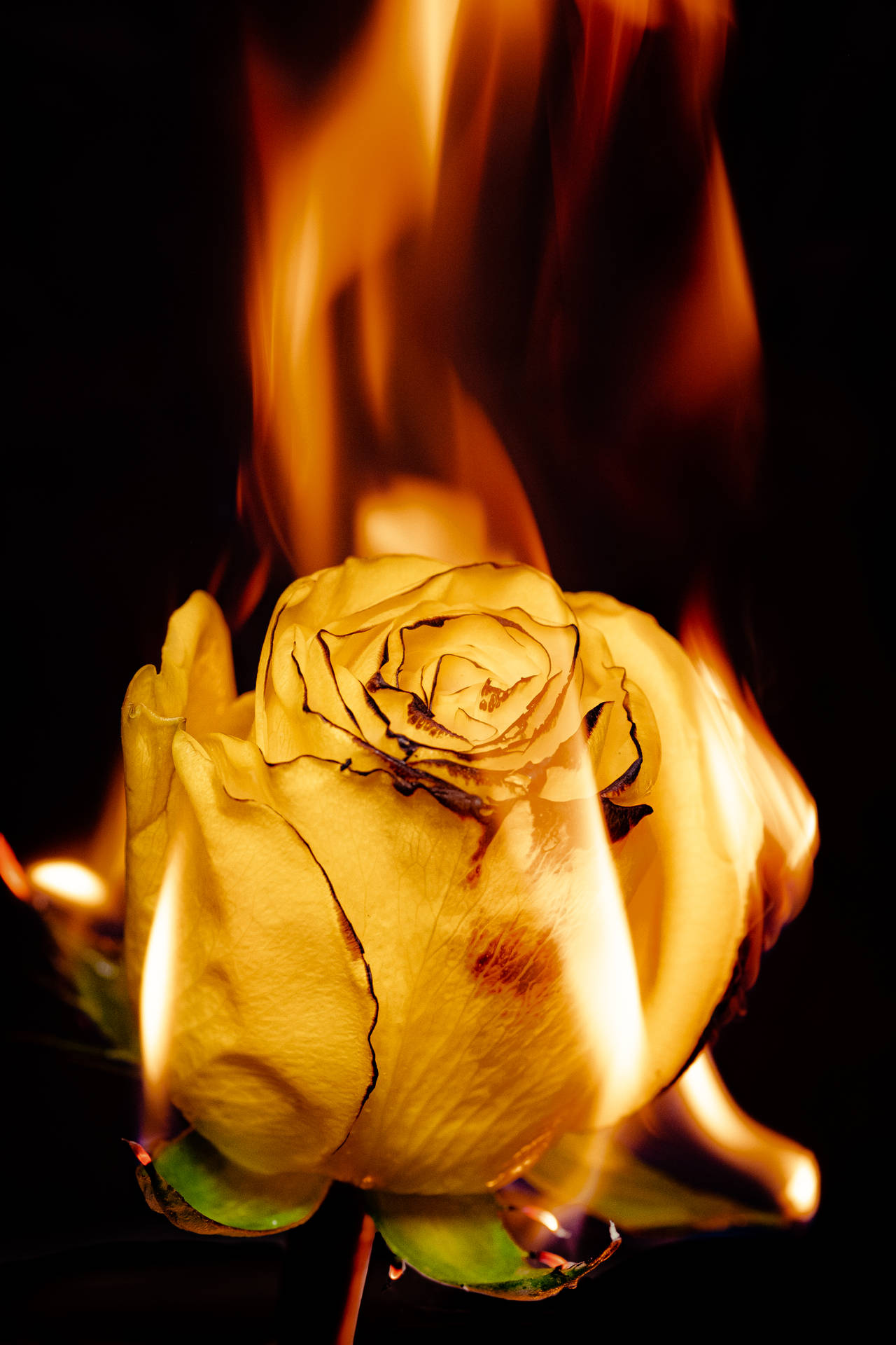 Fiery Yellow Rose Iphone Background