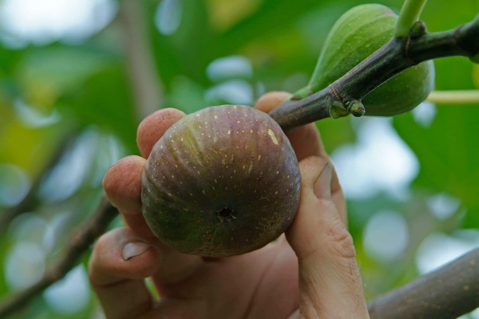 Fig Fruit Harvesting Background