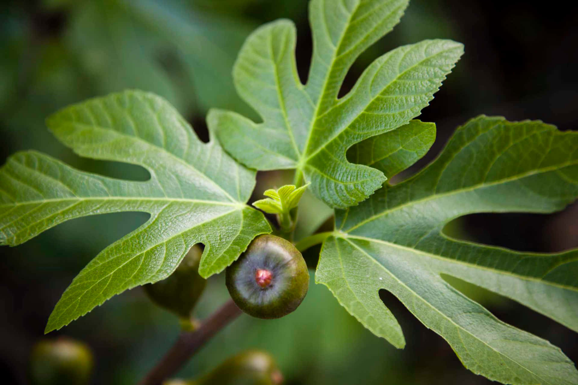 Fig Fruitand Leaves Closeup Background