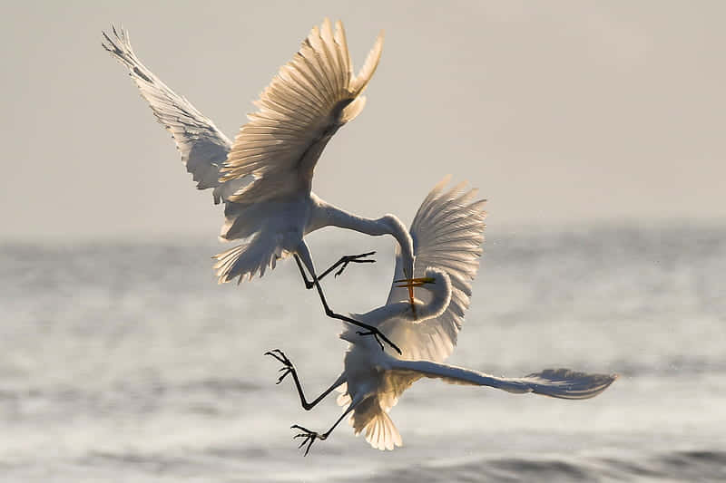 Fight Between Two Belligerent Cranes Background