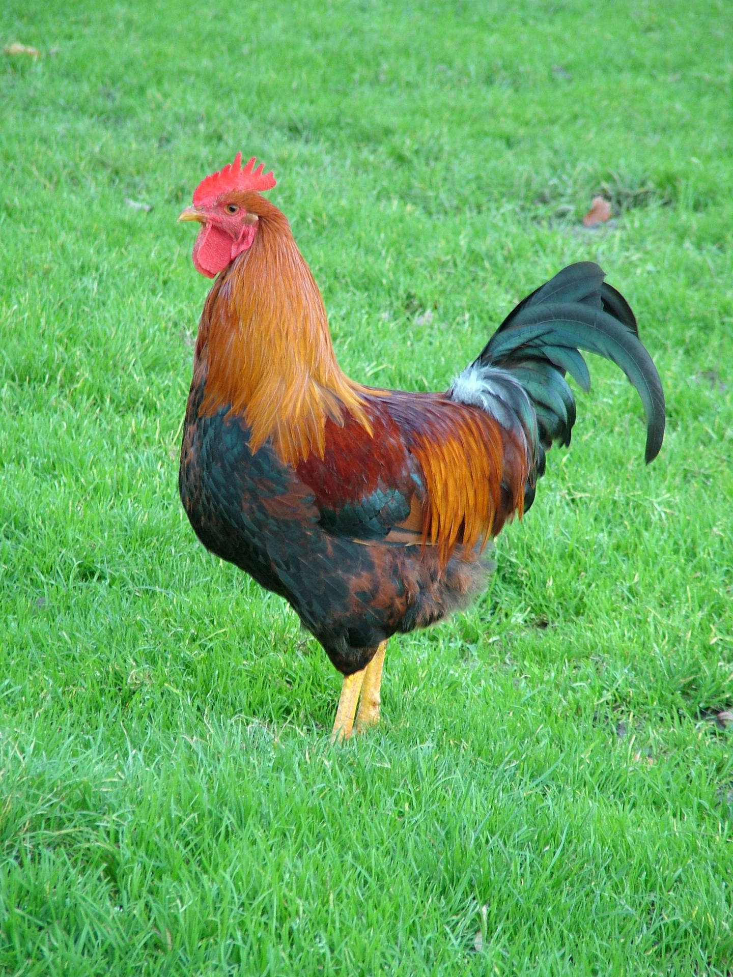 Fighter Rooster In Field Background