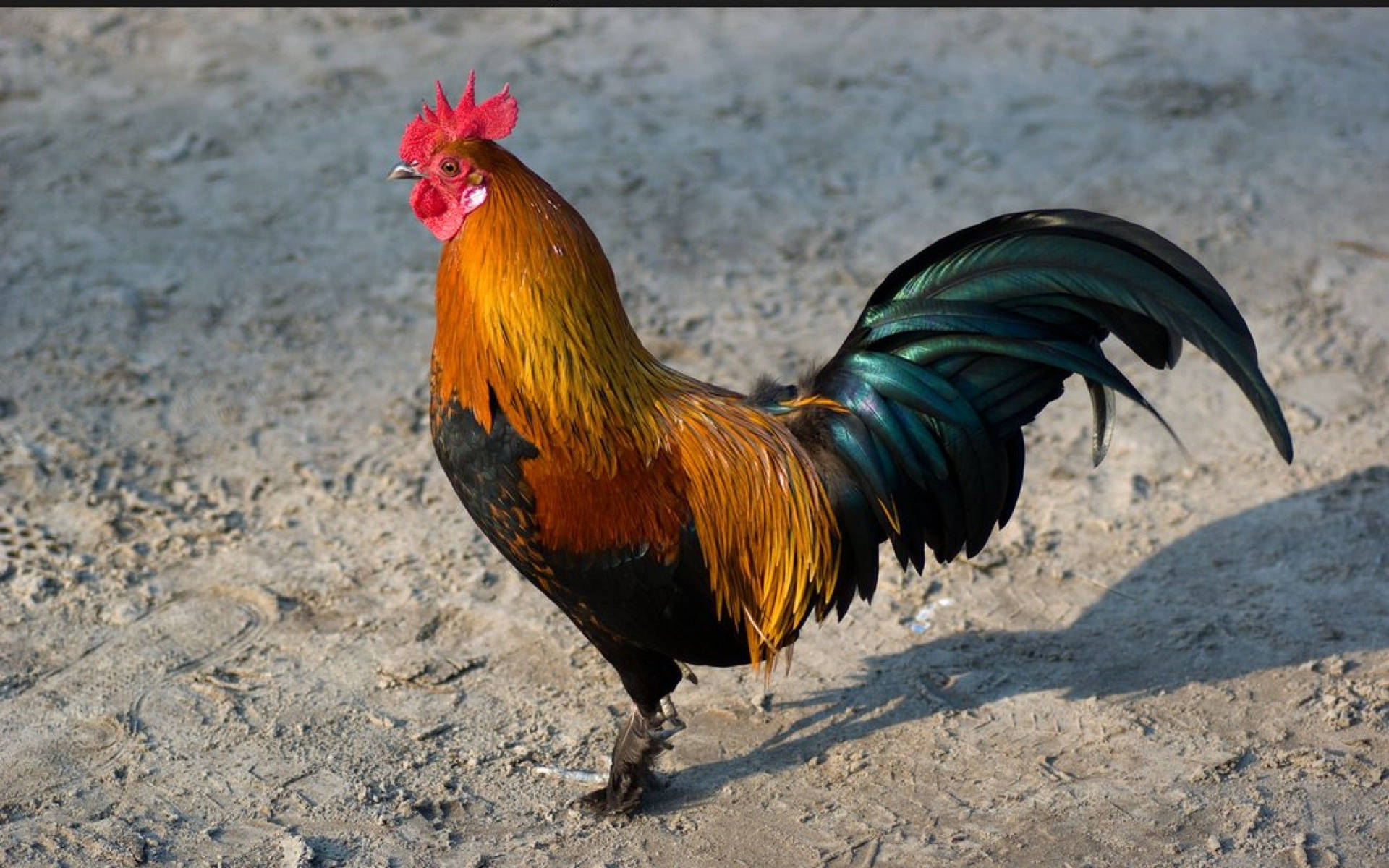 Fighter Rooster In Sand Background