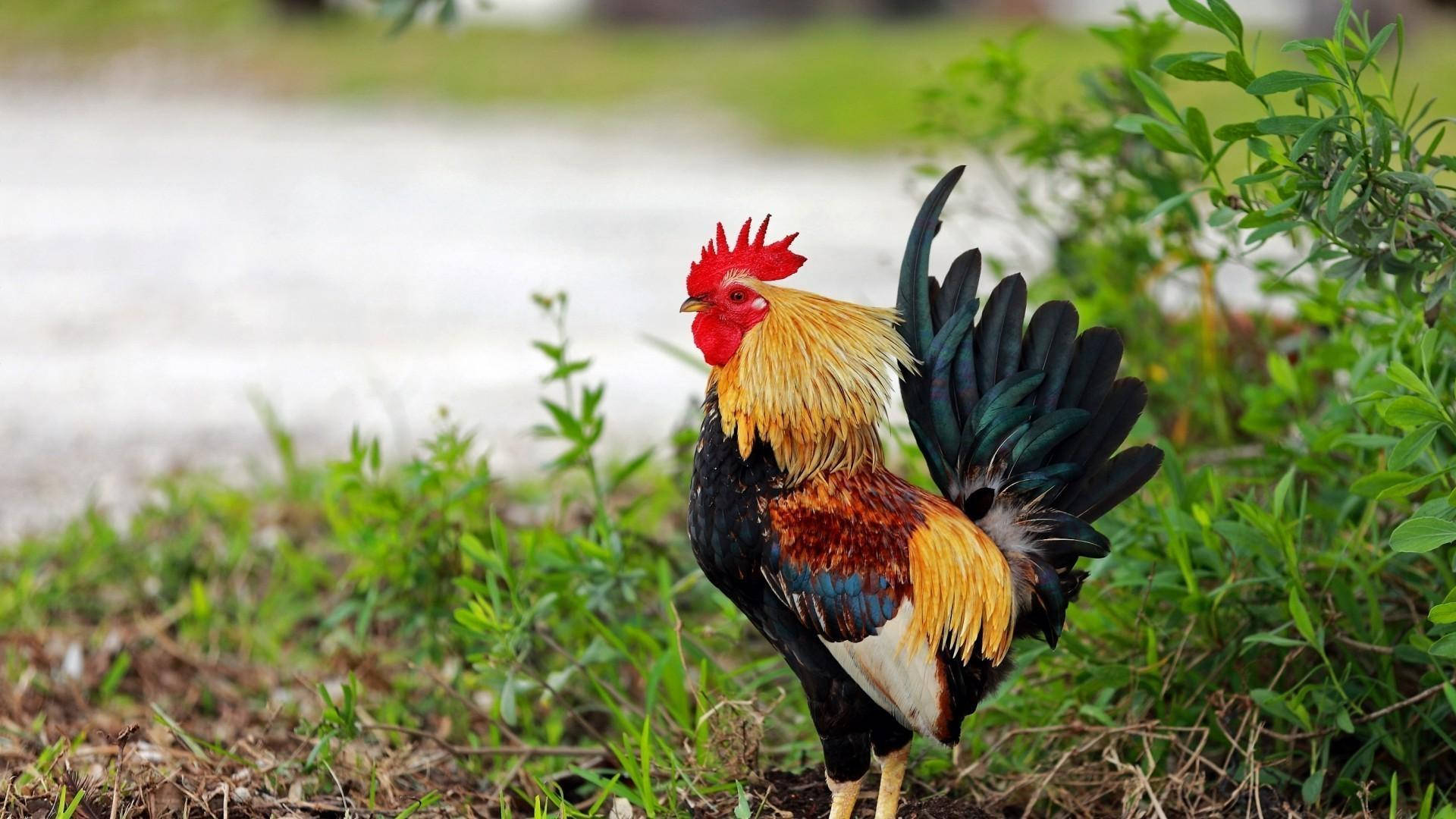 Fighter Rooster With Green Plant