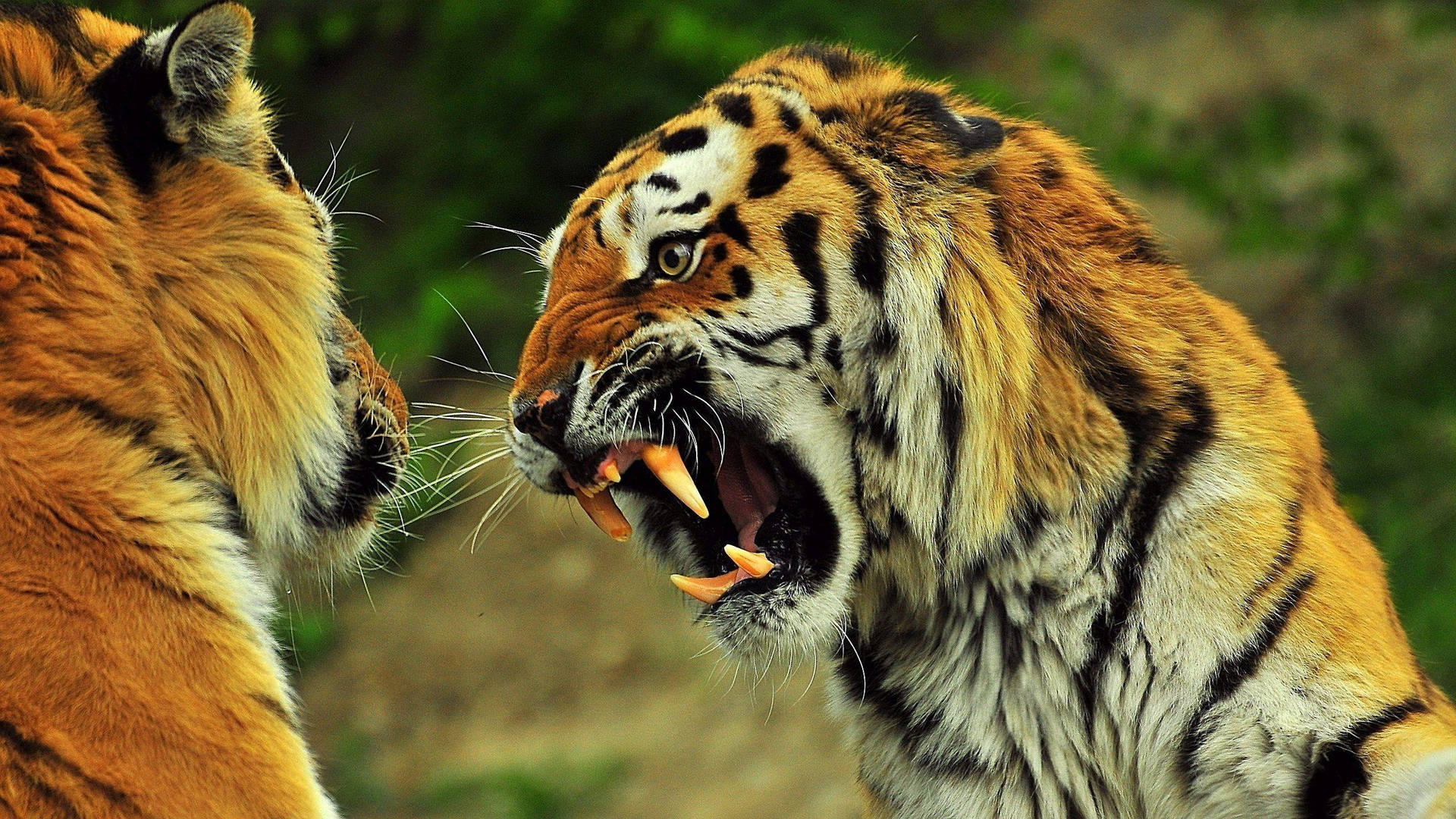 Fighting Angry Tiger