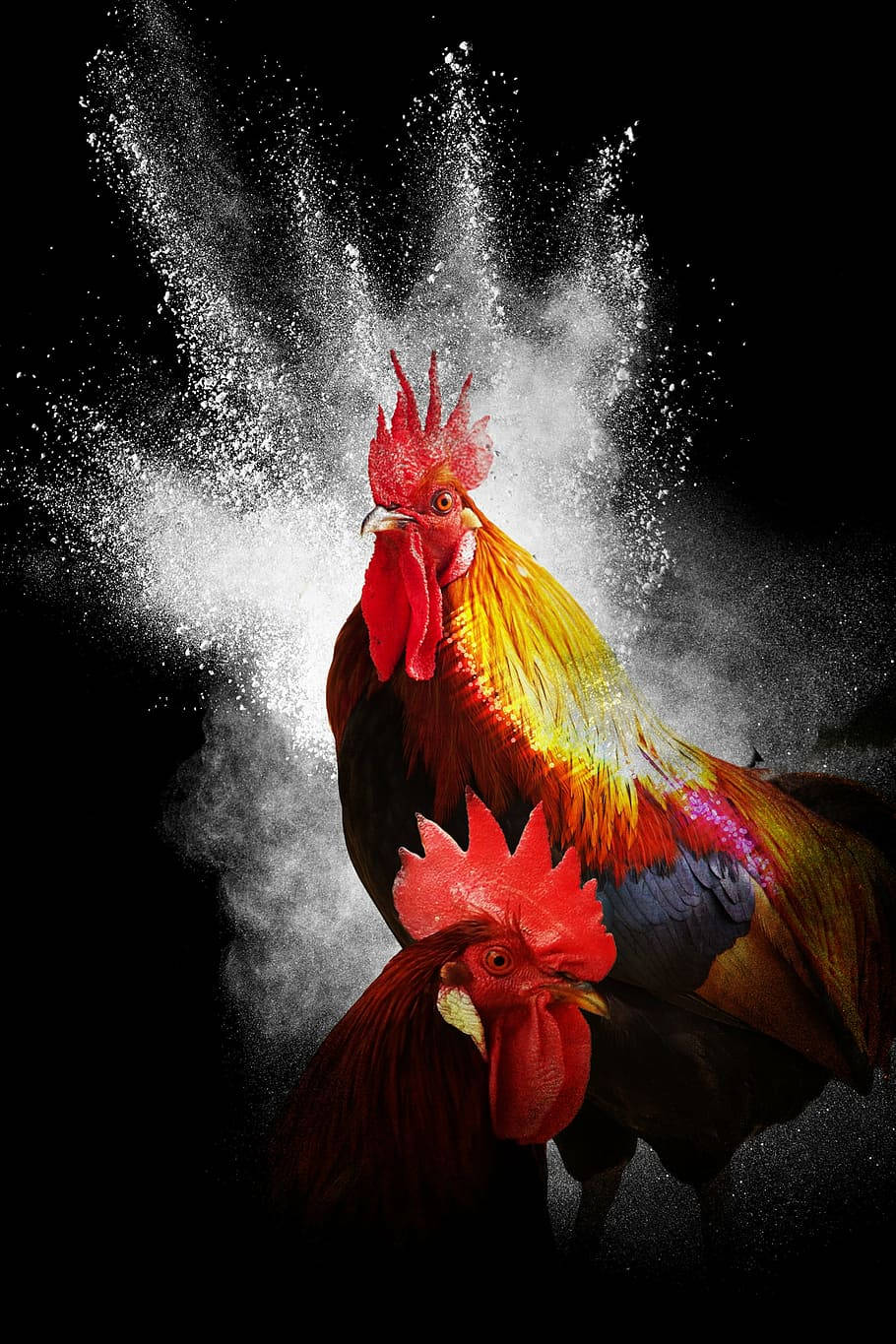 Fighting Rooster Water Explosion Poster Background