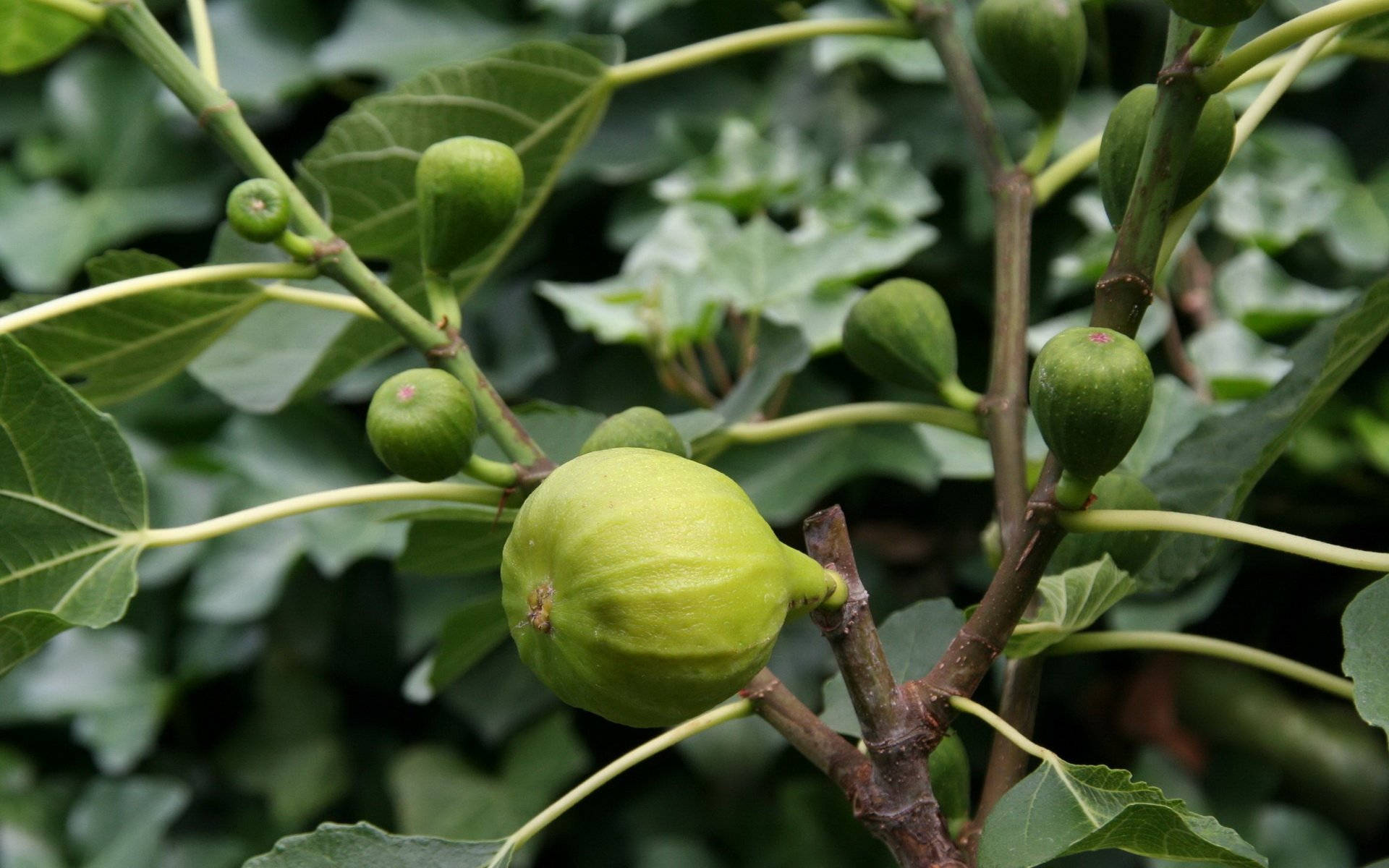 Figs Out Of A Tree Background