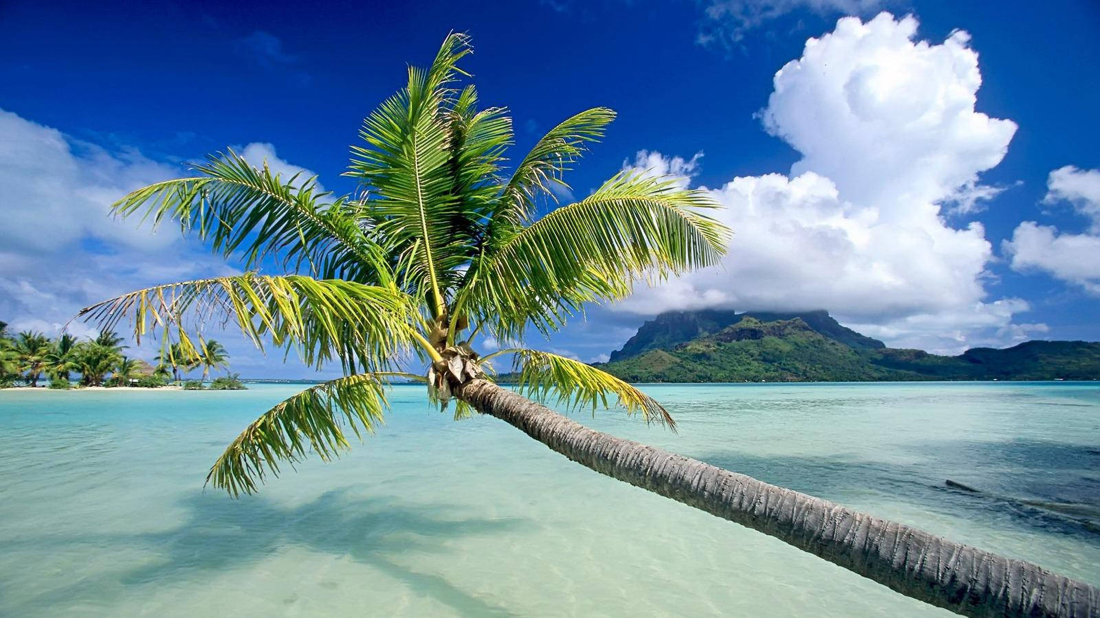 Fiji Coconut Tree Background