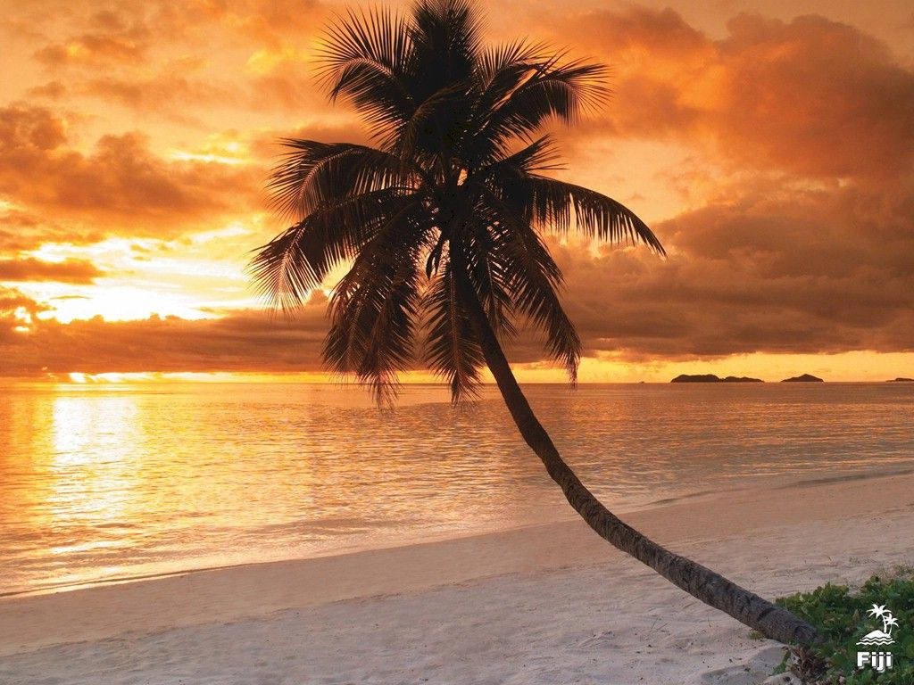 Fiji Palm Tree At Sunset Background