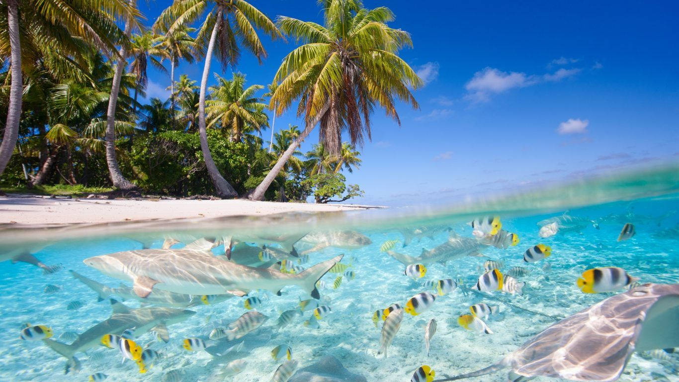 Fiji Sea Creatures Underwater Background
