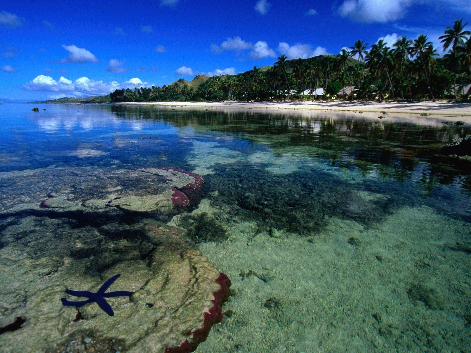 Fiji Seabed Under Clear Waters Background