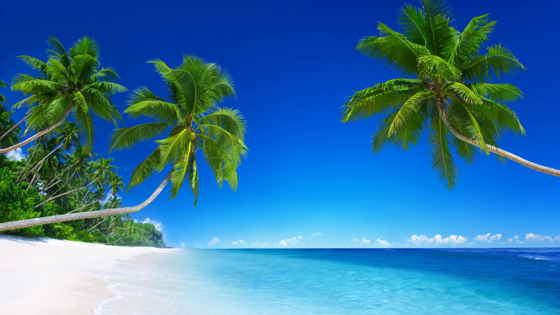 Fiji Tall Palm Trees Background