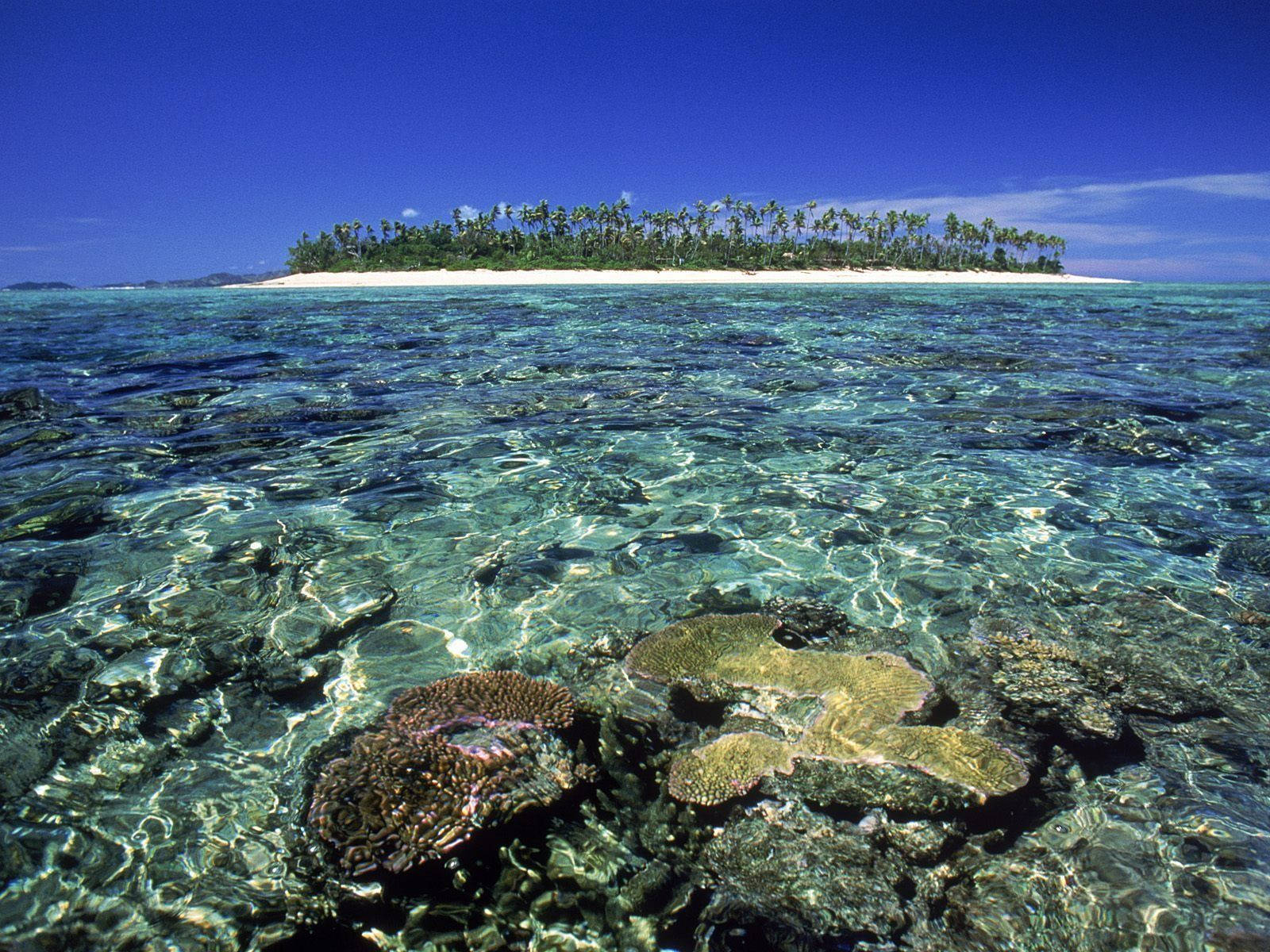 Fiji Underwater Corals Background