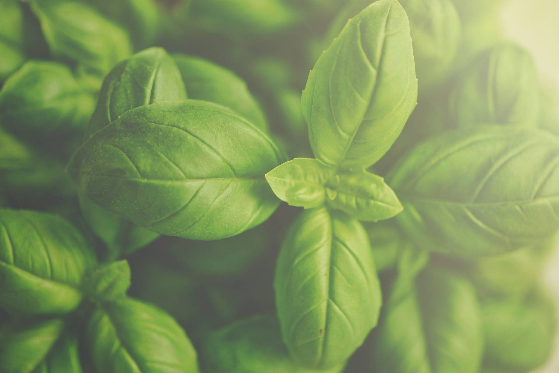 Filtered Basil Herb Close Up