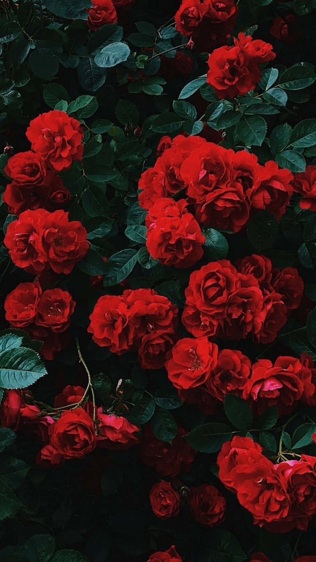 Find Beauty In The Simplest Of Things Everyday. Background
