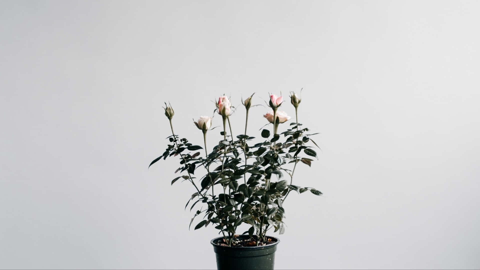 Find Peace In The Beauty Of A Traditional Japanese White Aesthetic Background