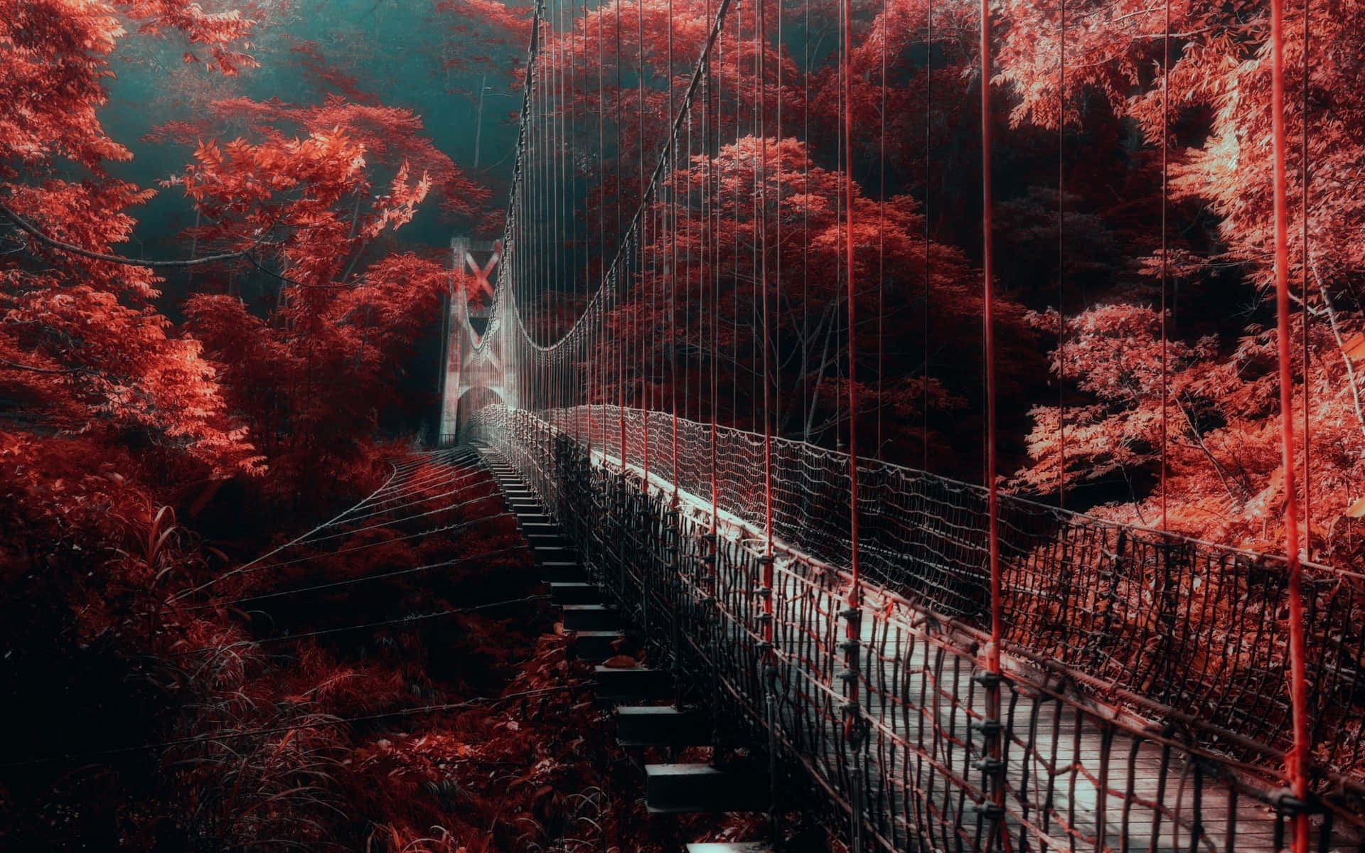 Find Solitude In The Red Forest Background