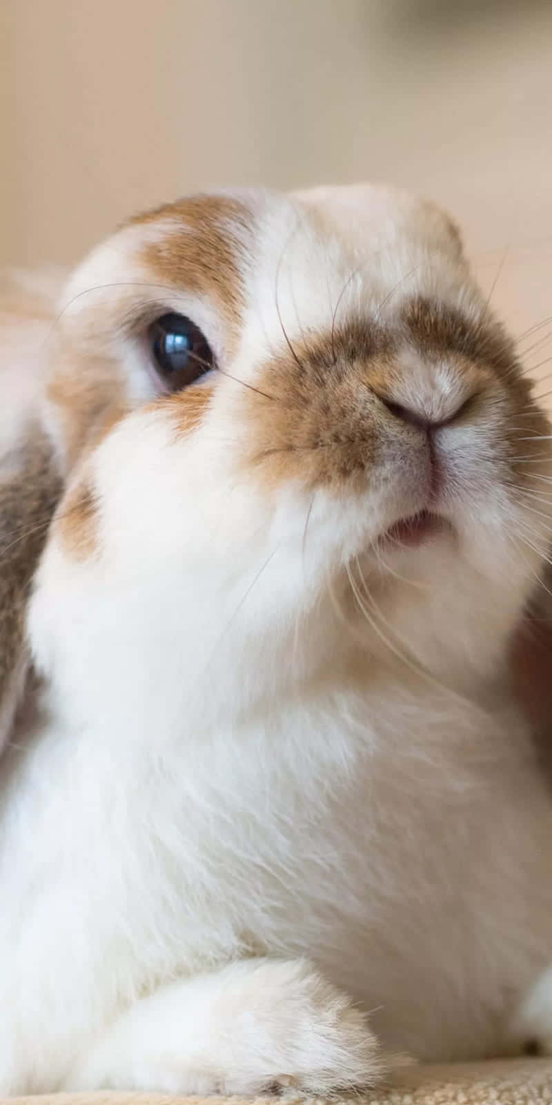 Find Your Inner Peace With This Beautiful Wallpaper Featuring A Cute Bunny Enjoying Nature. Background