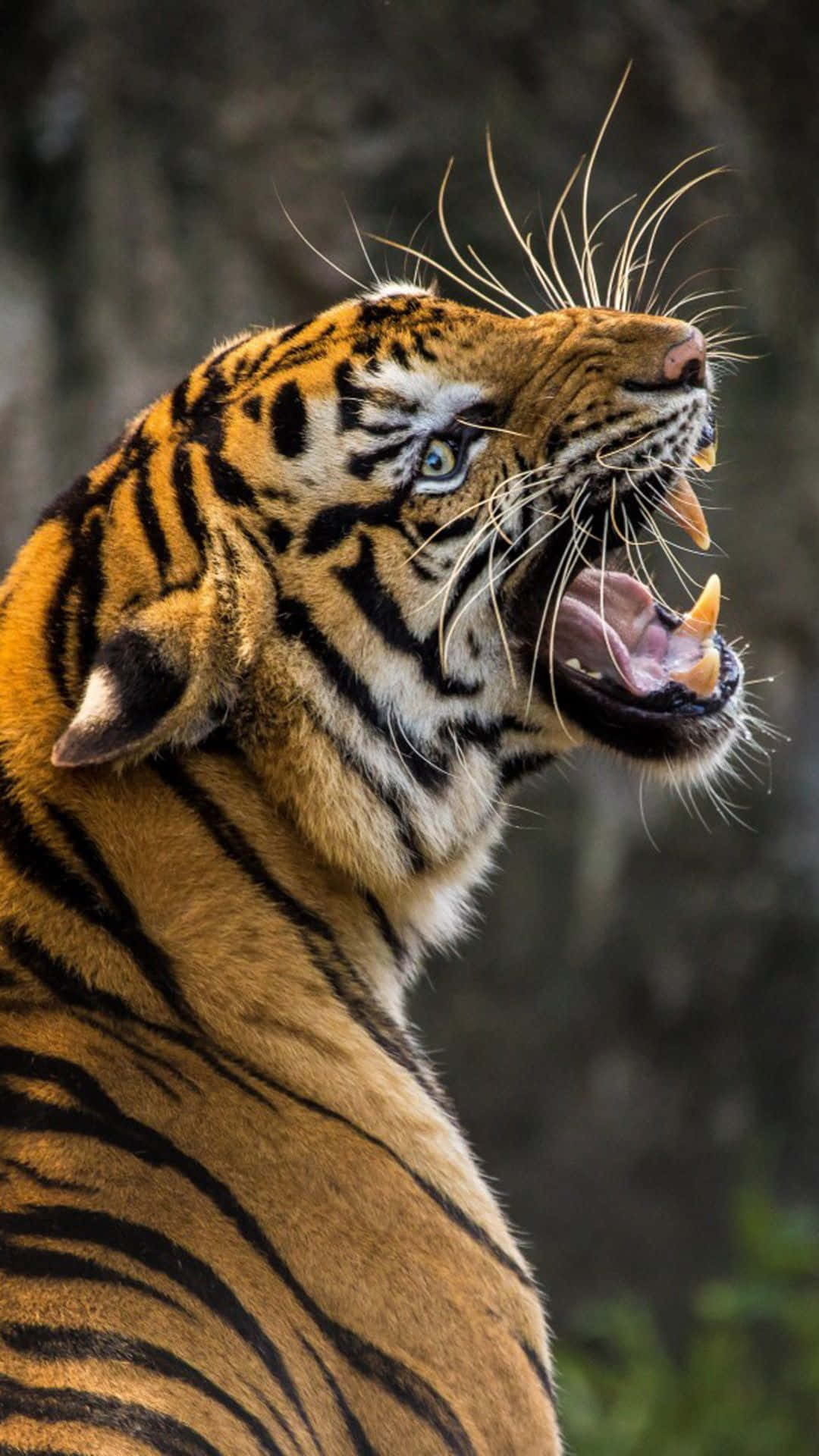 Find Your Roar With Tiger Phone - The Best Mobile Experience. Background