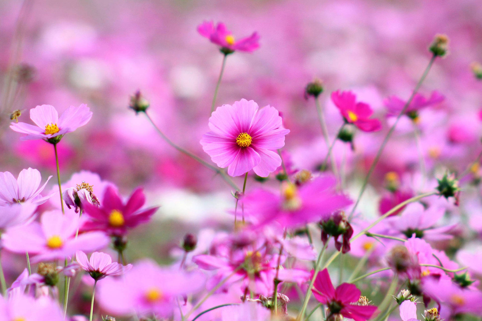 Fine Pink Pansy Flower Garden Background