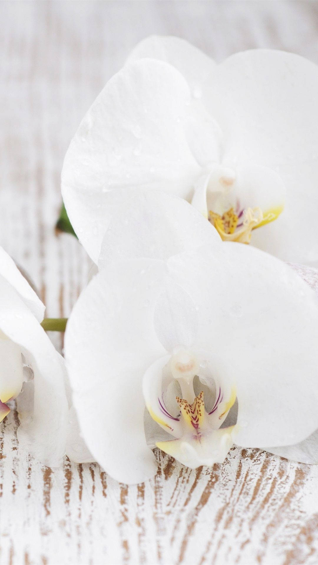 Fine White Orchid Background