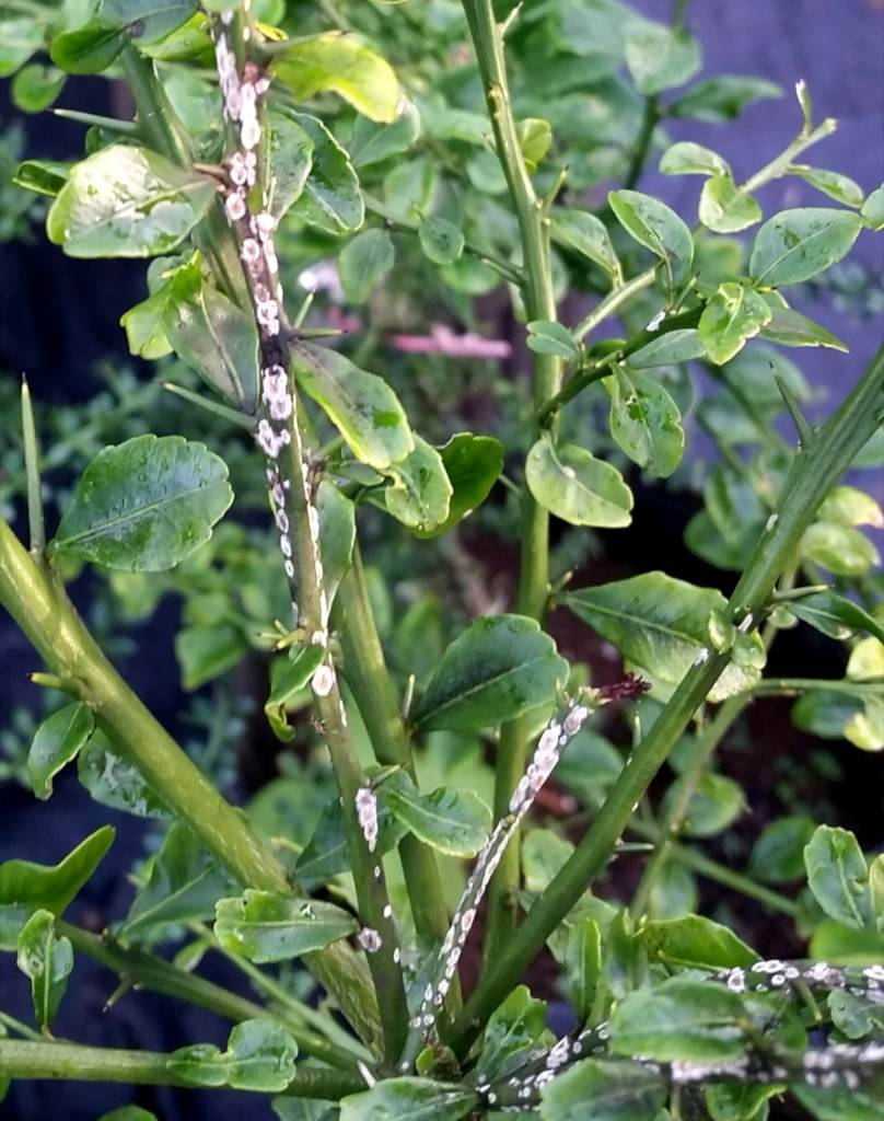 Finger Lime Plant Background