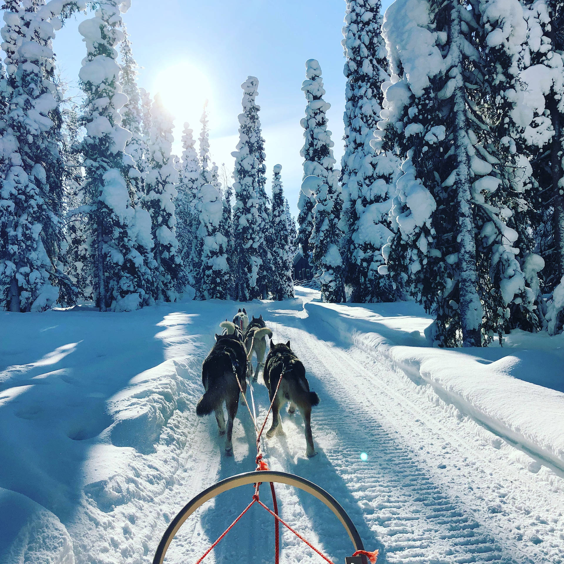 Finland Winter Husky Sled Ride Background