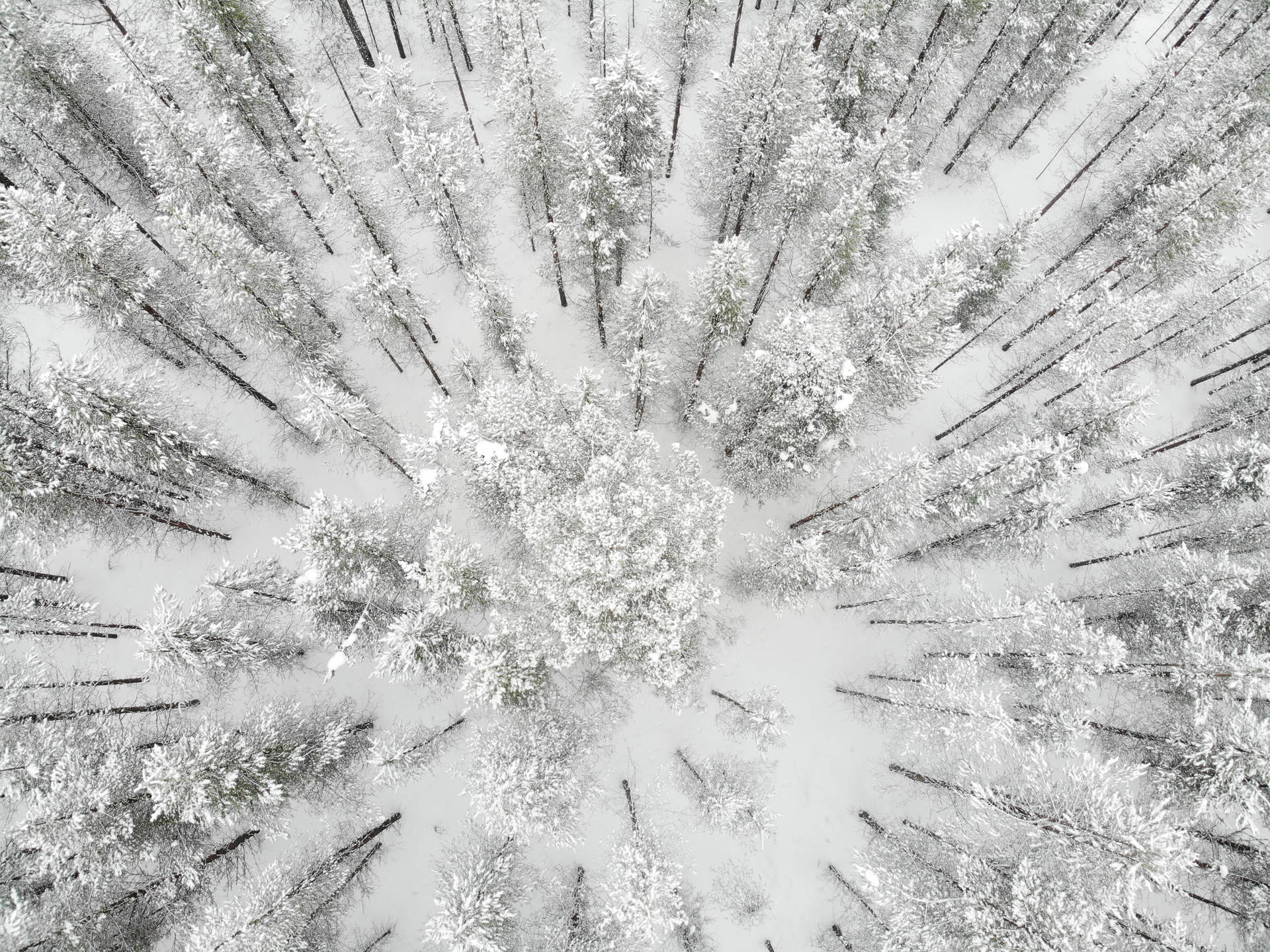 Finland Winter Pine Forest Aerial Background