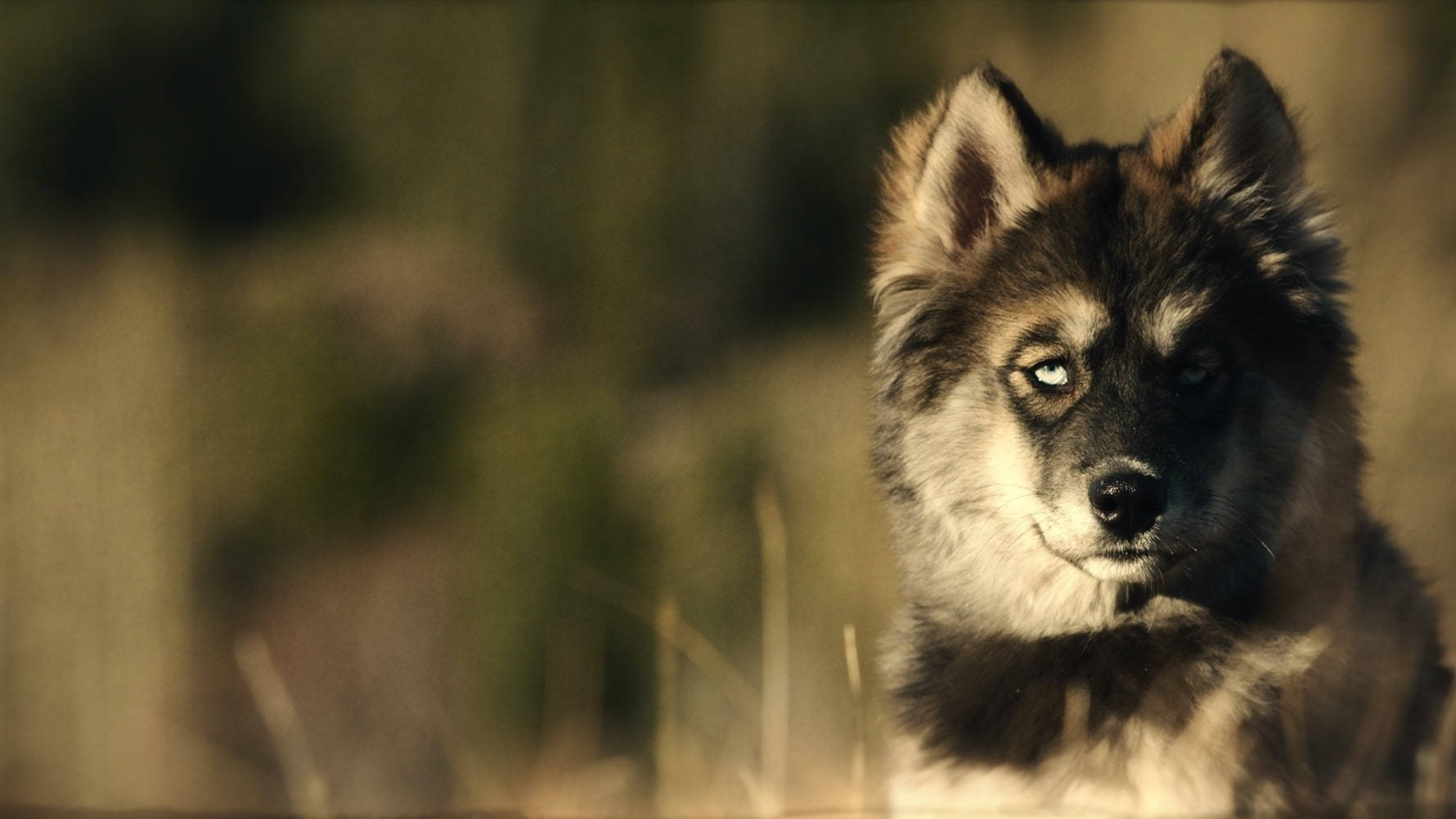 Finnish Lapphund Dog Togo Background