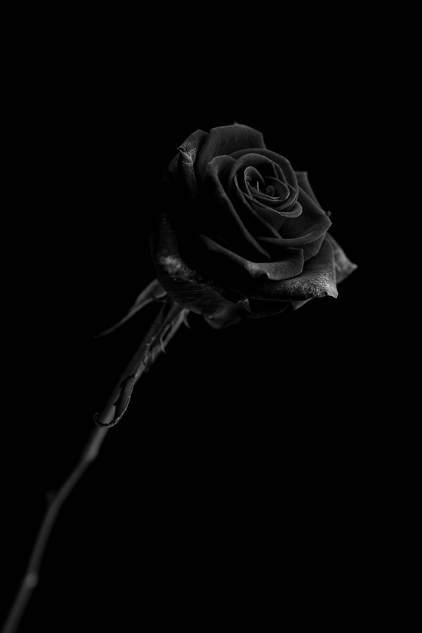 Fiore Nero Black Rose Iphone Background