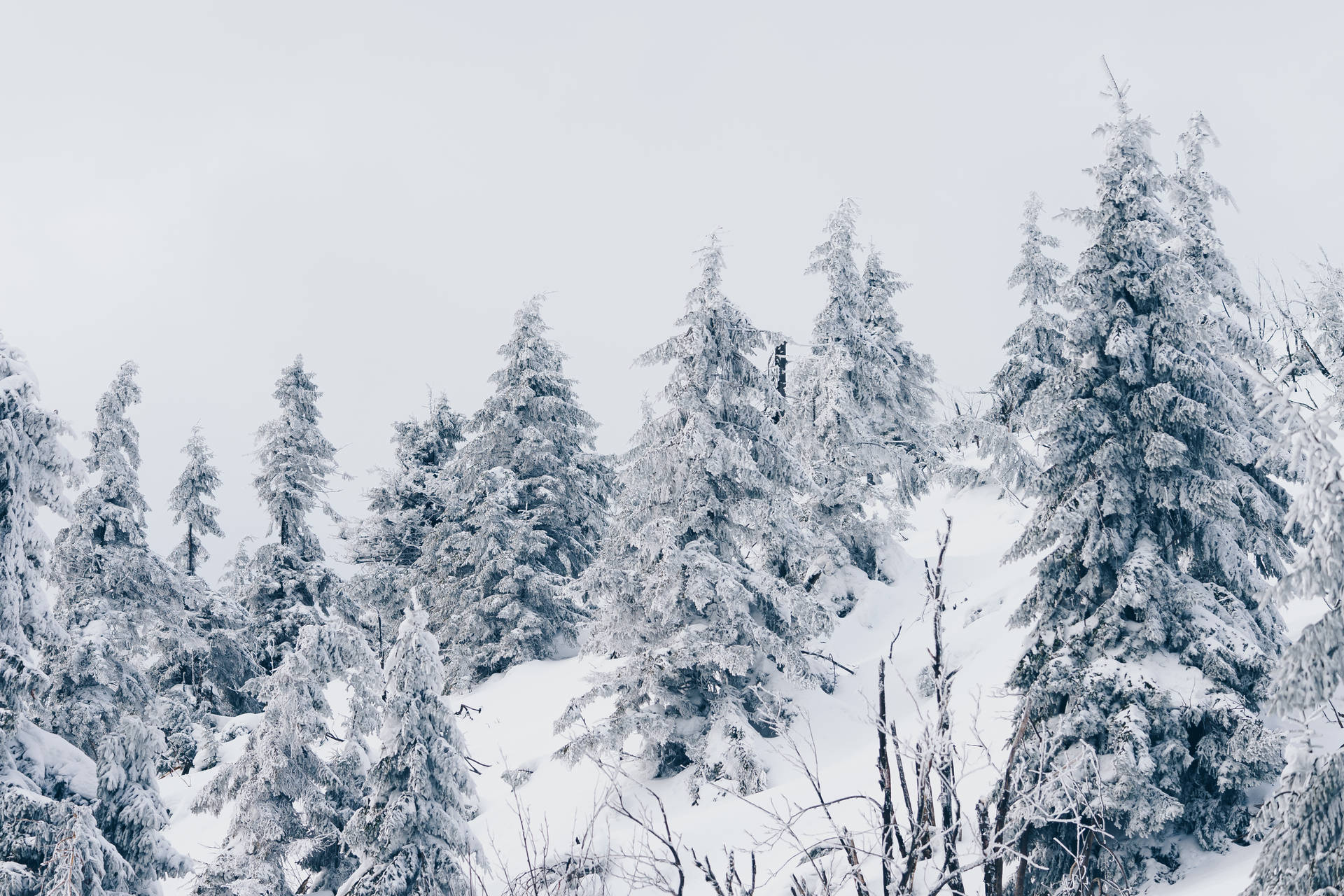 Fir Forest Winter Desktop Background