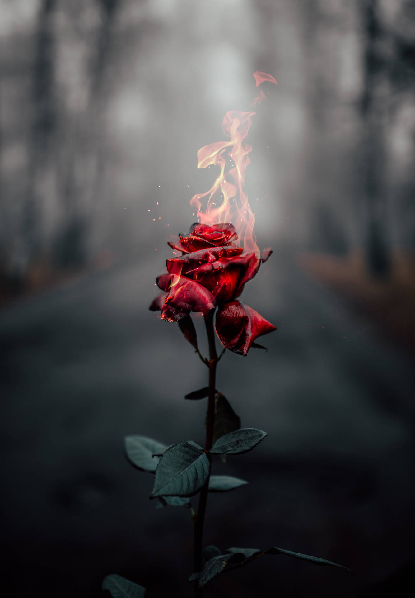 Fire Burning Rose Flower Mobile Background