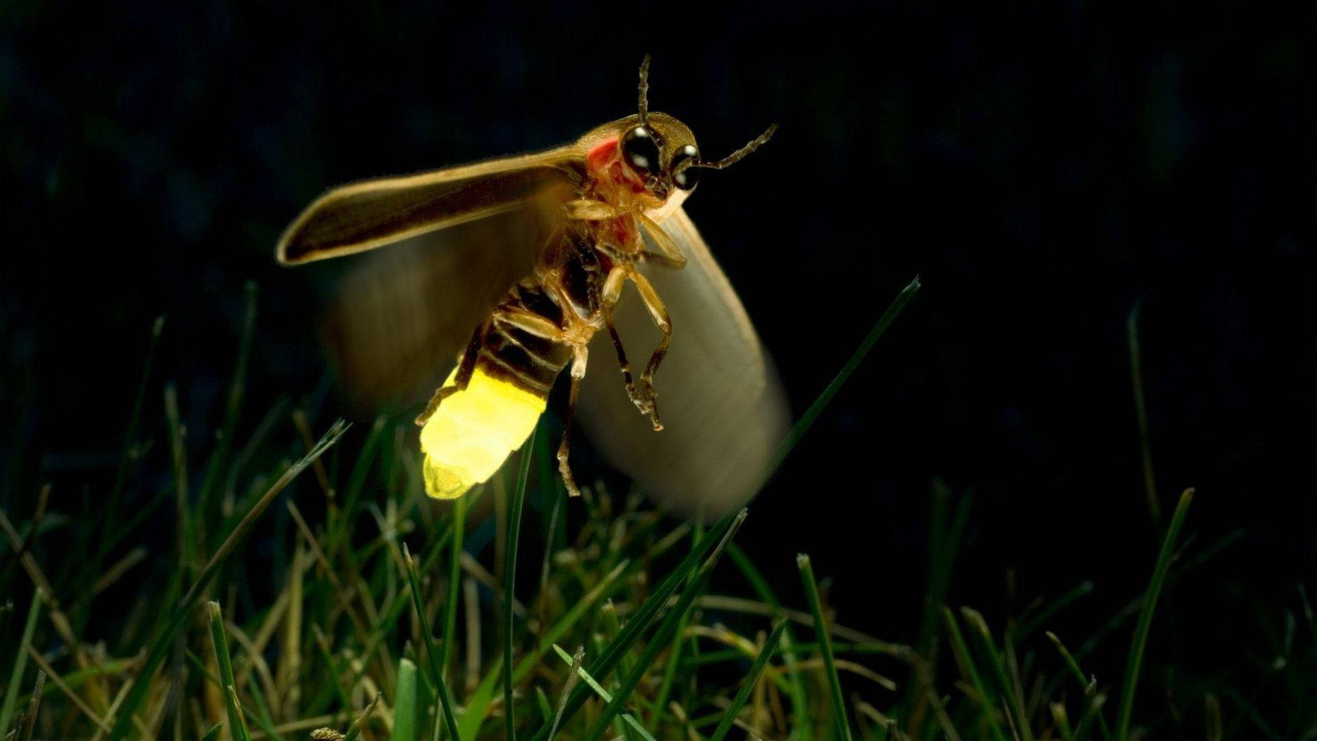 Fireflies Fly Background