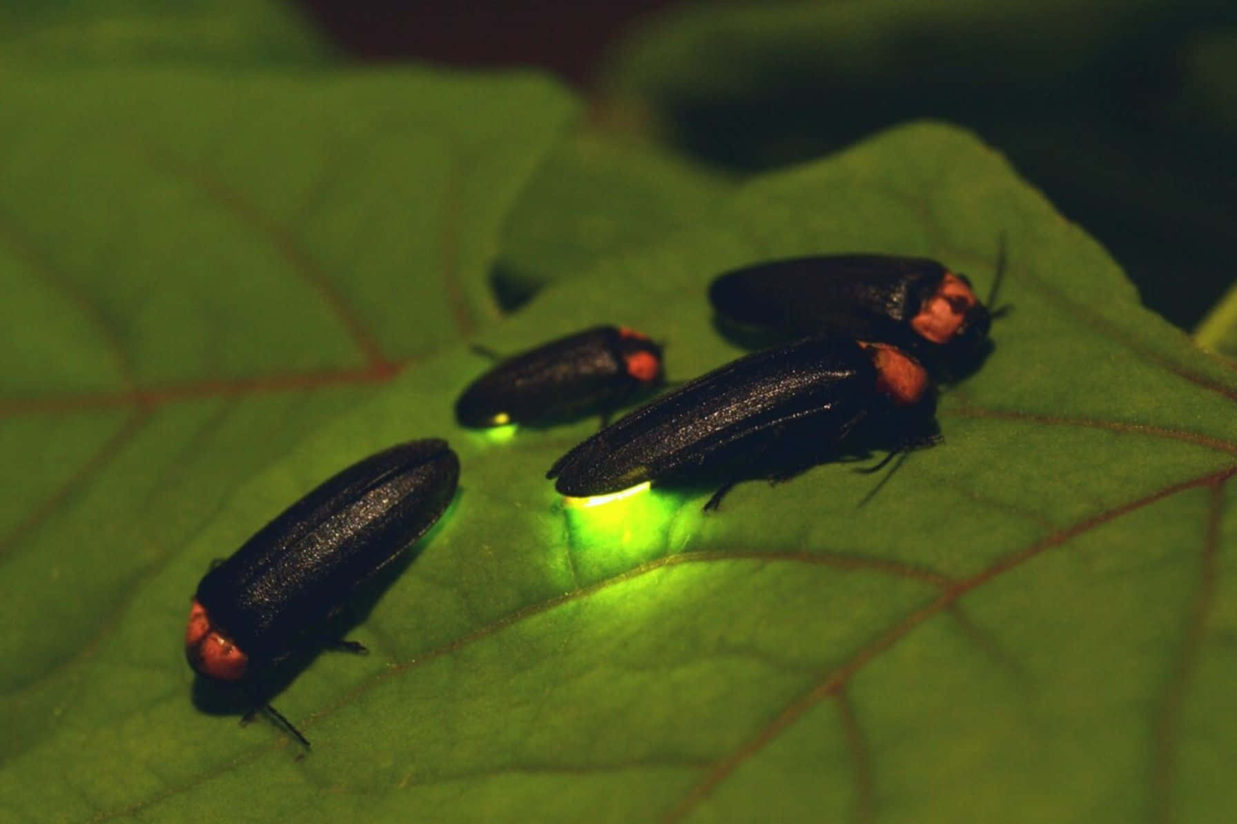 Fireflies_ Illuminating_ Leaf