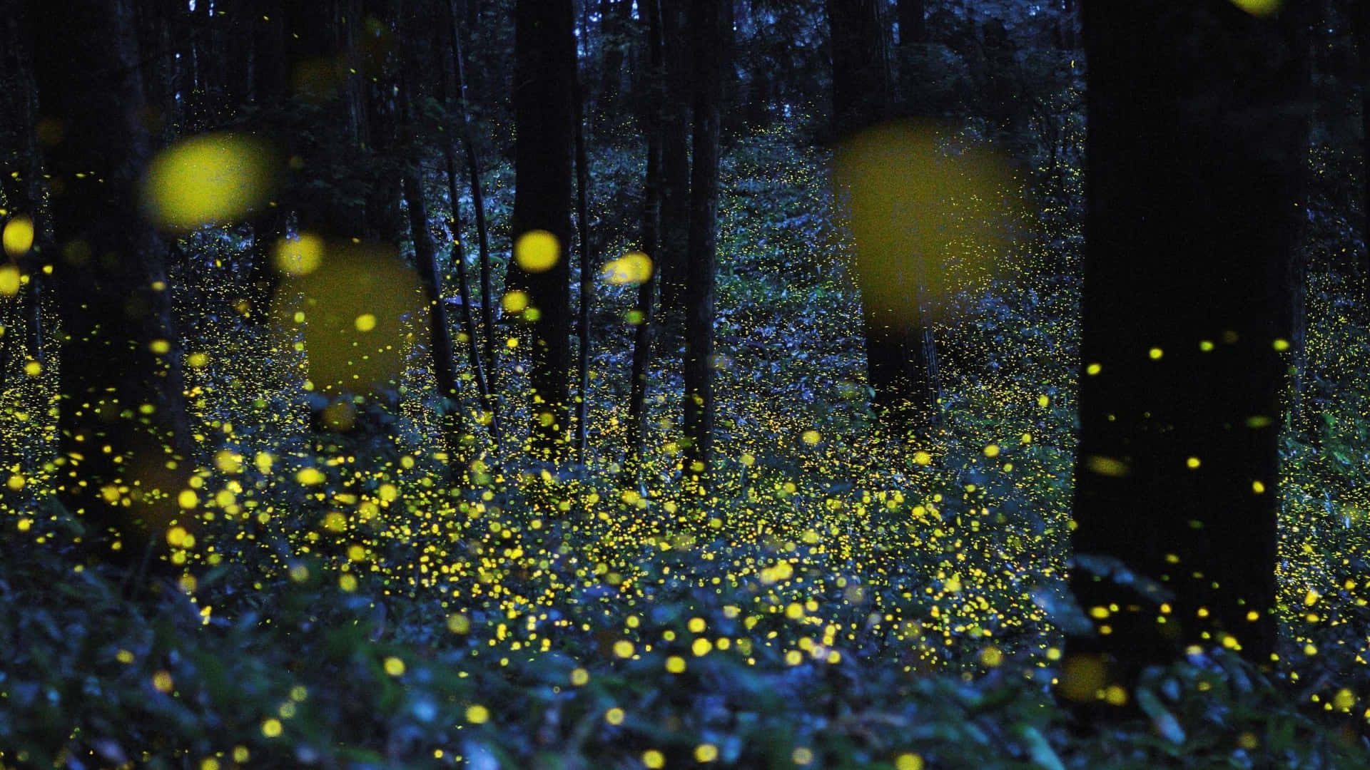 Fireflies In The Forest At Night Background