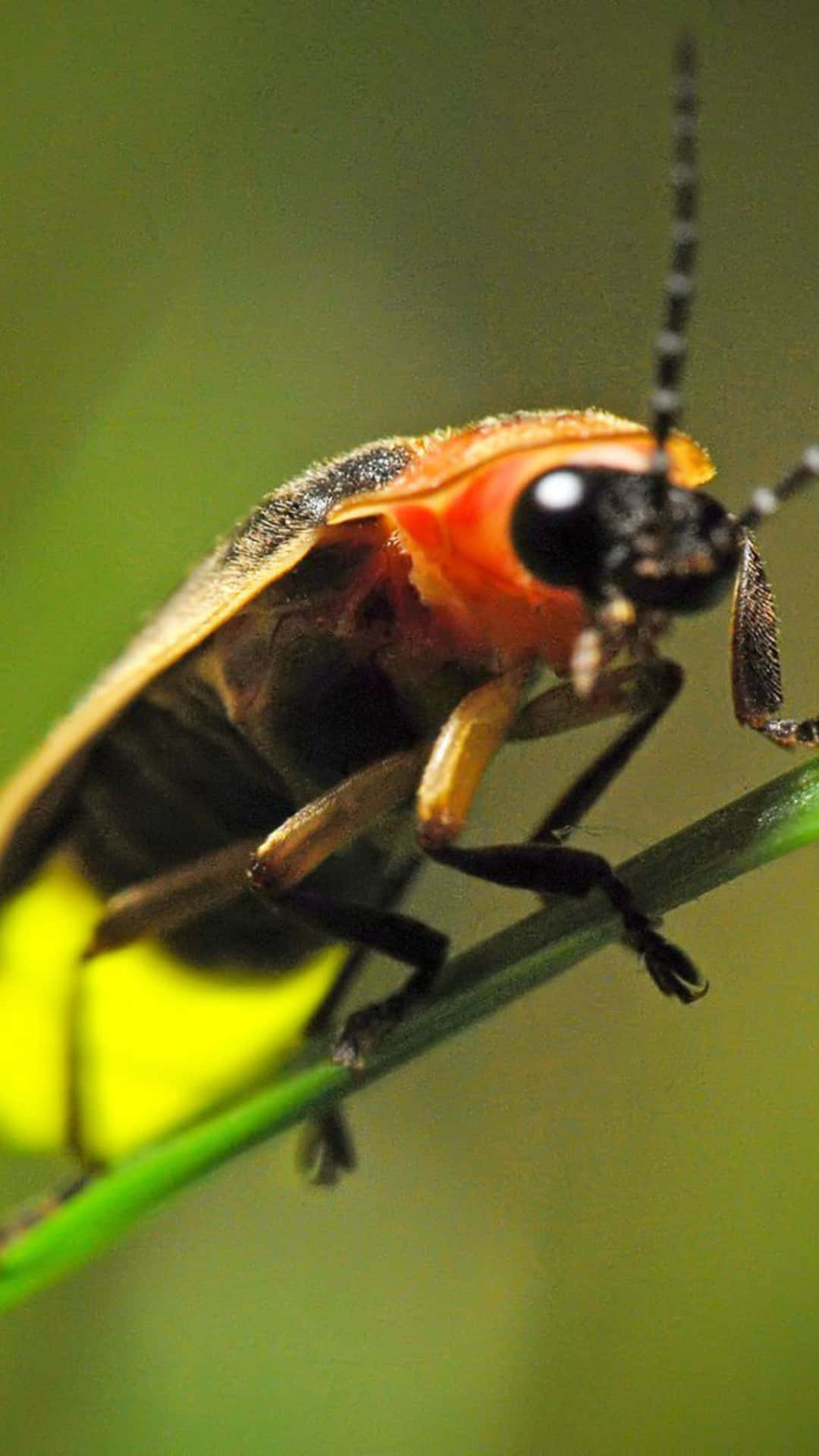 Firefly Close Up Macro Background